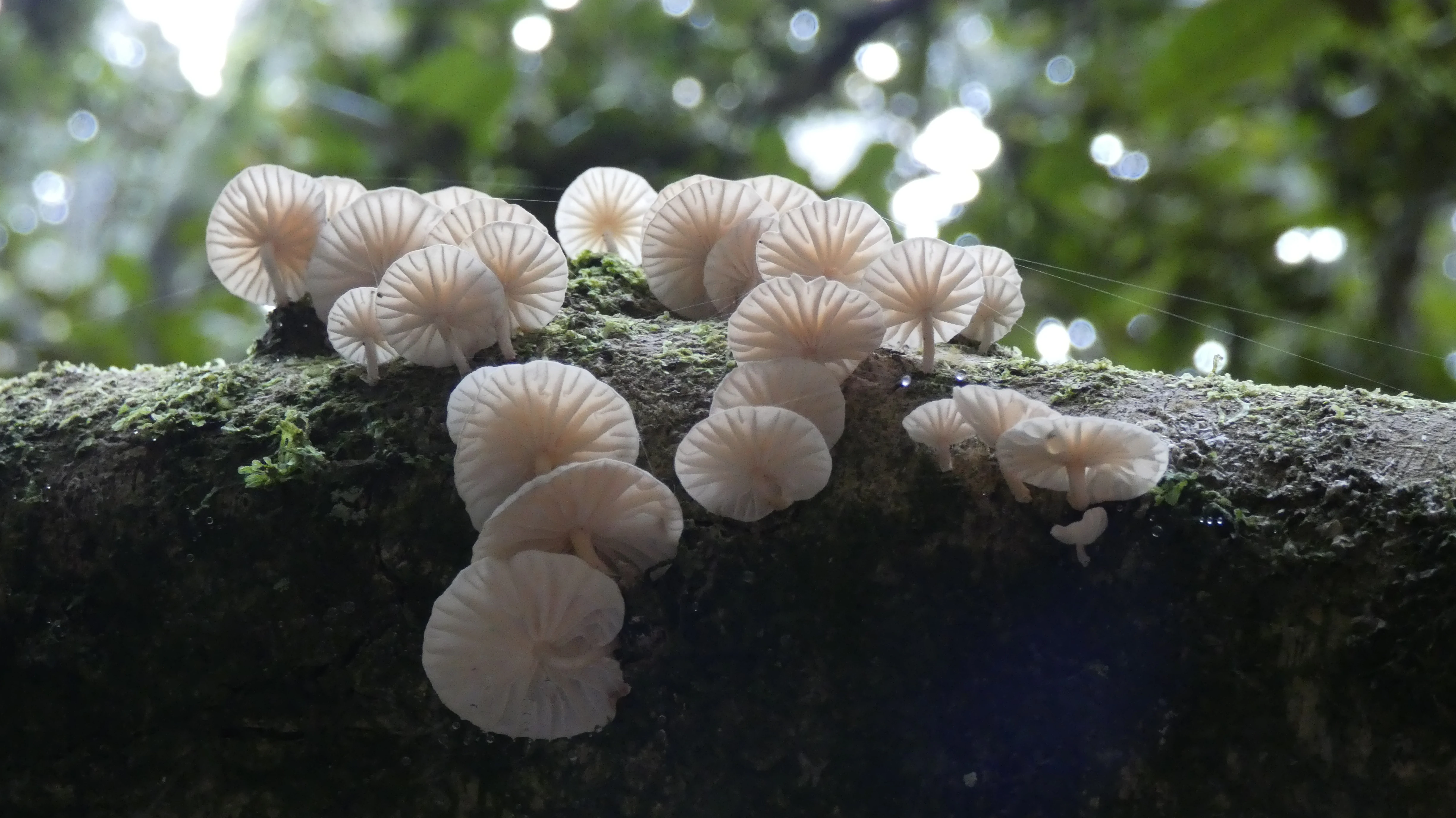 Close-up of light-colored mushrooms growing on a moss-covered tree branch in a forest setting