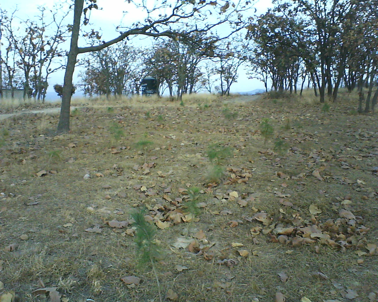 A wide view of an open forest floor with dry leaves on the ground, several small green saplings, and mature trees in the background under an overcast sky.