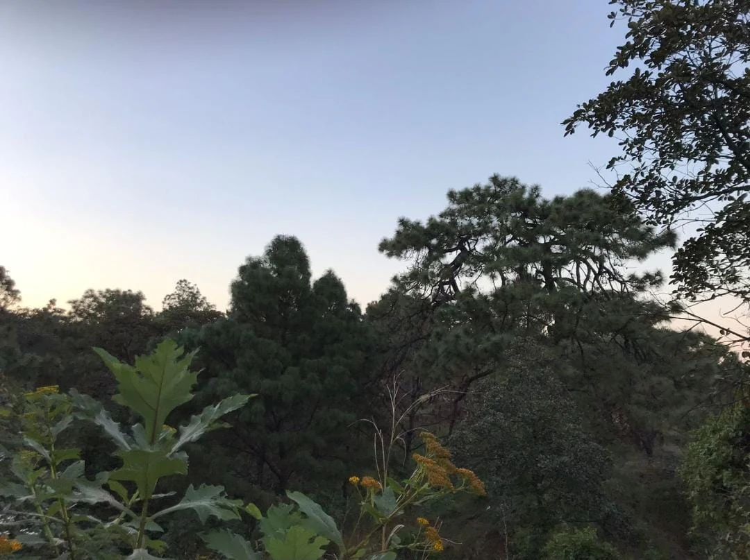 A view of pine and oak forest canopy under a soft evening sky with wildflowers in the foreground.