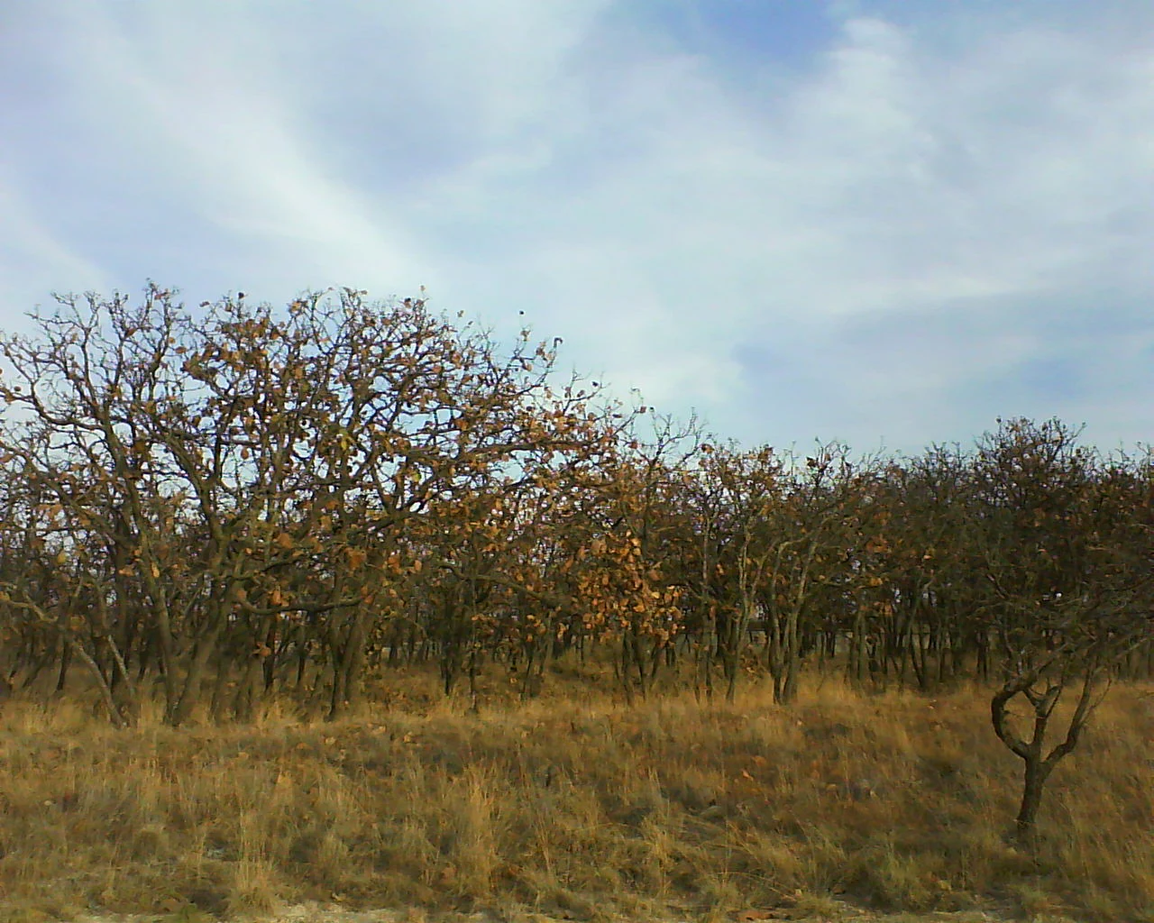 A grove of mature oak trees with sparse golden-brown foliage under a partially cloudy sky during the dry season.