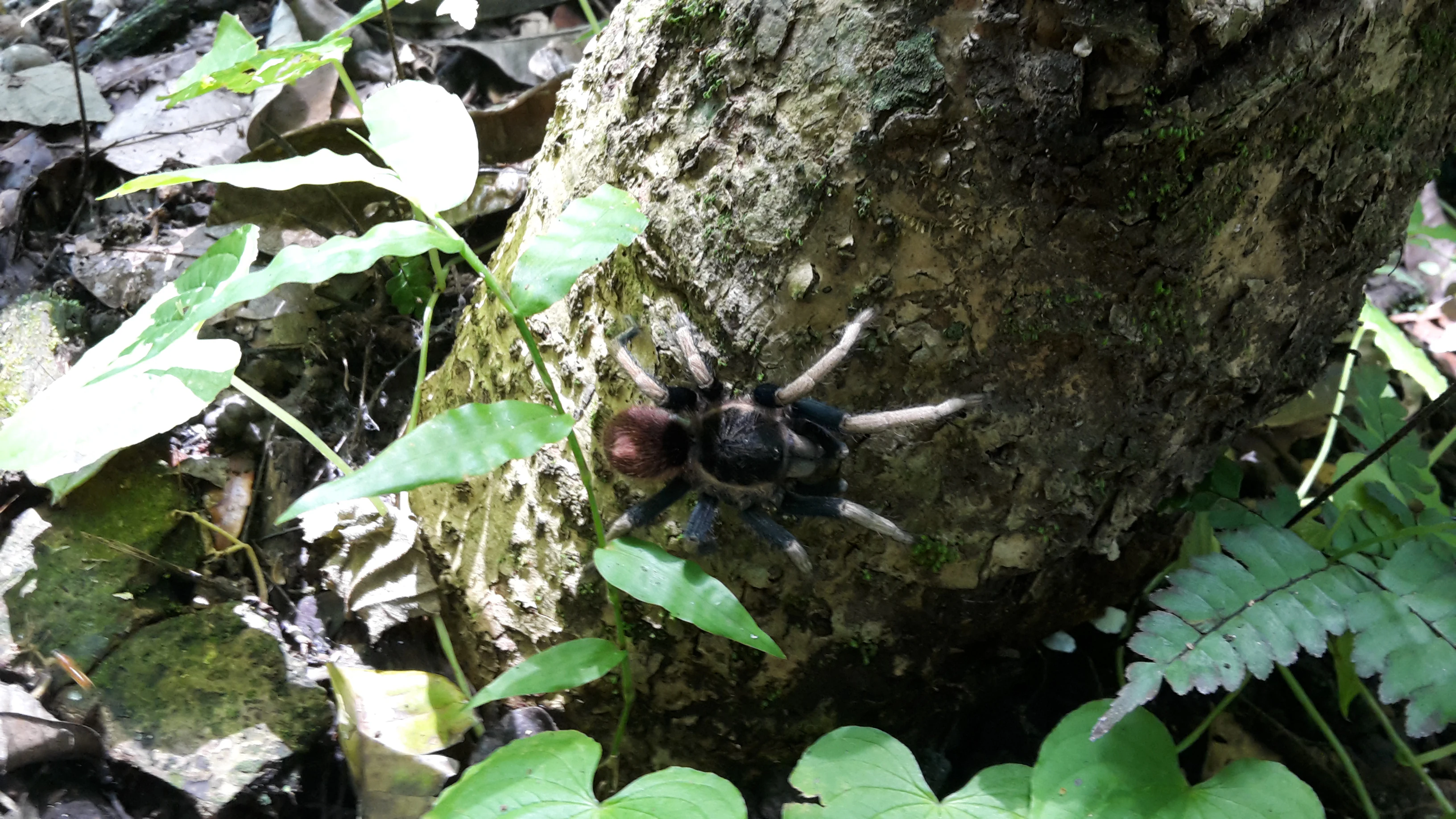 Una tarántula oscura y peluda trepando verticalmente por la corteza texturizada de un árbol rodeada de hojas verdes y restos del suelo del bosque.