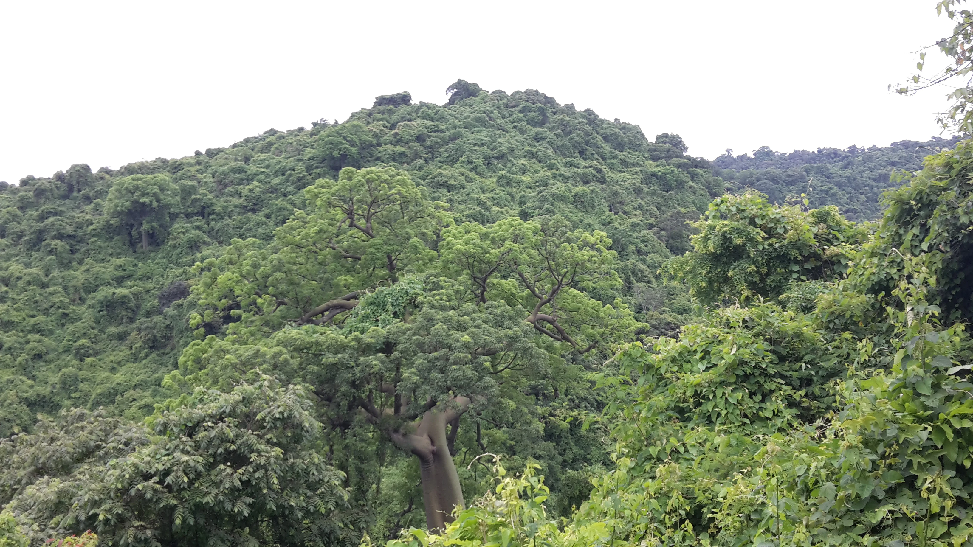 Una ladera boscosa y frondosa en Ecuador con un árbol grande y prominente que destaca en primer plano.