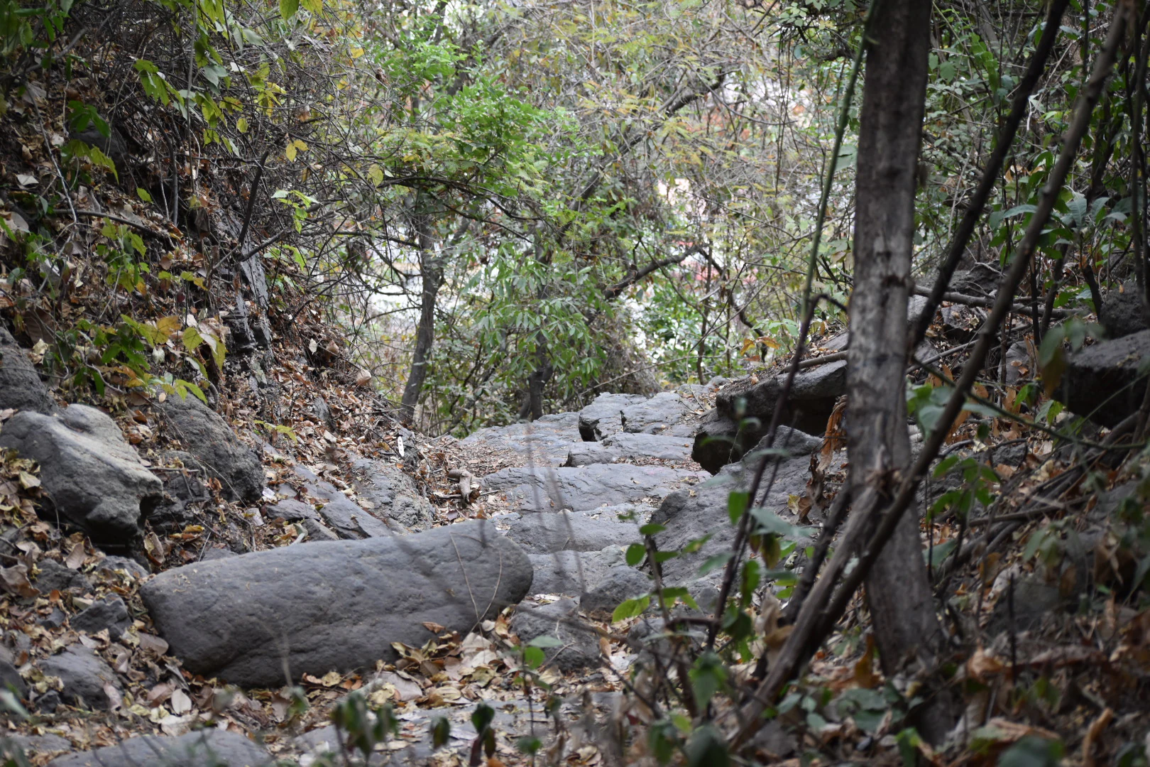 A narrow, rugged hiking trail made of natural stone and dirt ascending through a dense, dry tropical forest, with large rocks lining the path.