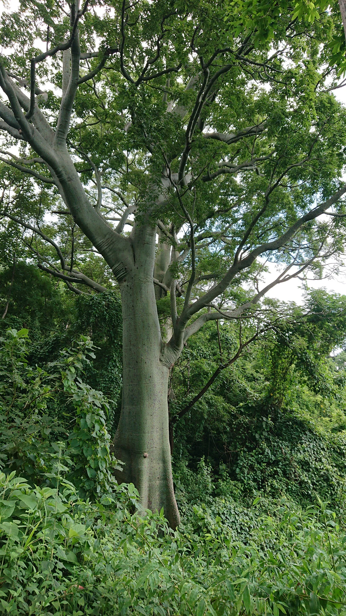 Un árbol grande y maduro de Ceiba trischistandra con un tronco grueso, liso y de color gris verdoso que se eleva sobre la densa vegetación forestal circundante.