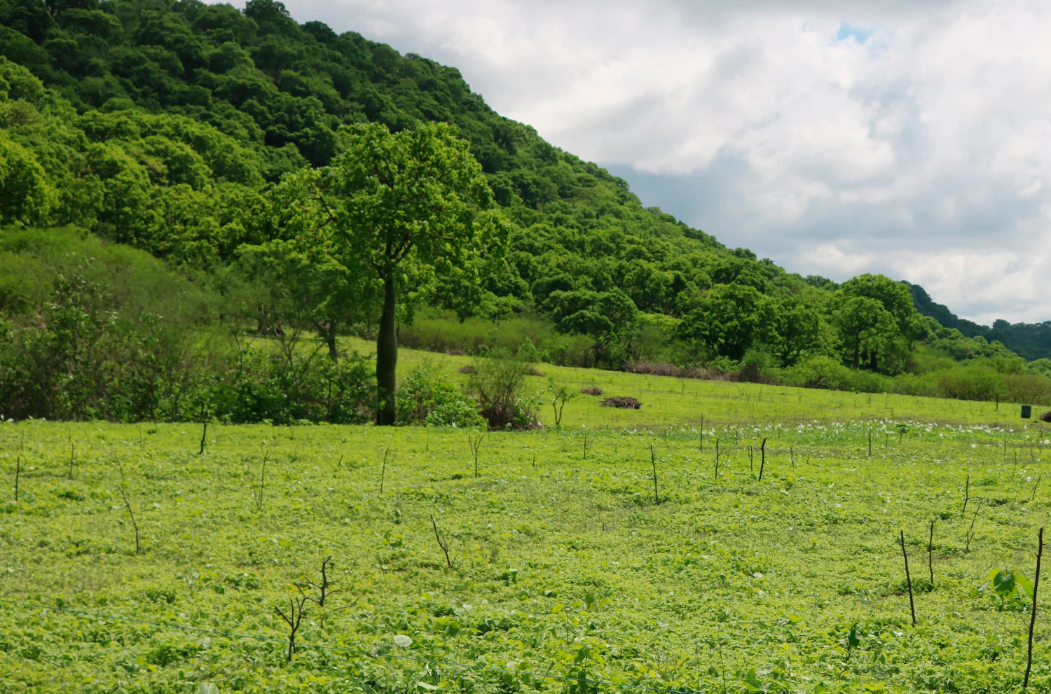A green, grassy field in the foreground leads to a steep, forested hillside under a cloudy sky.