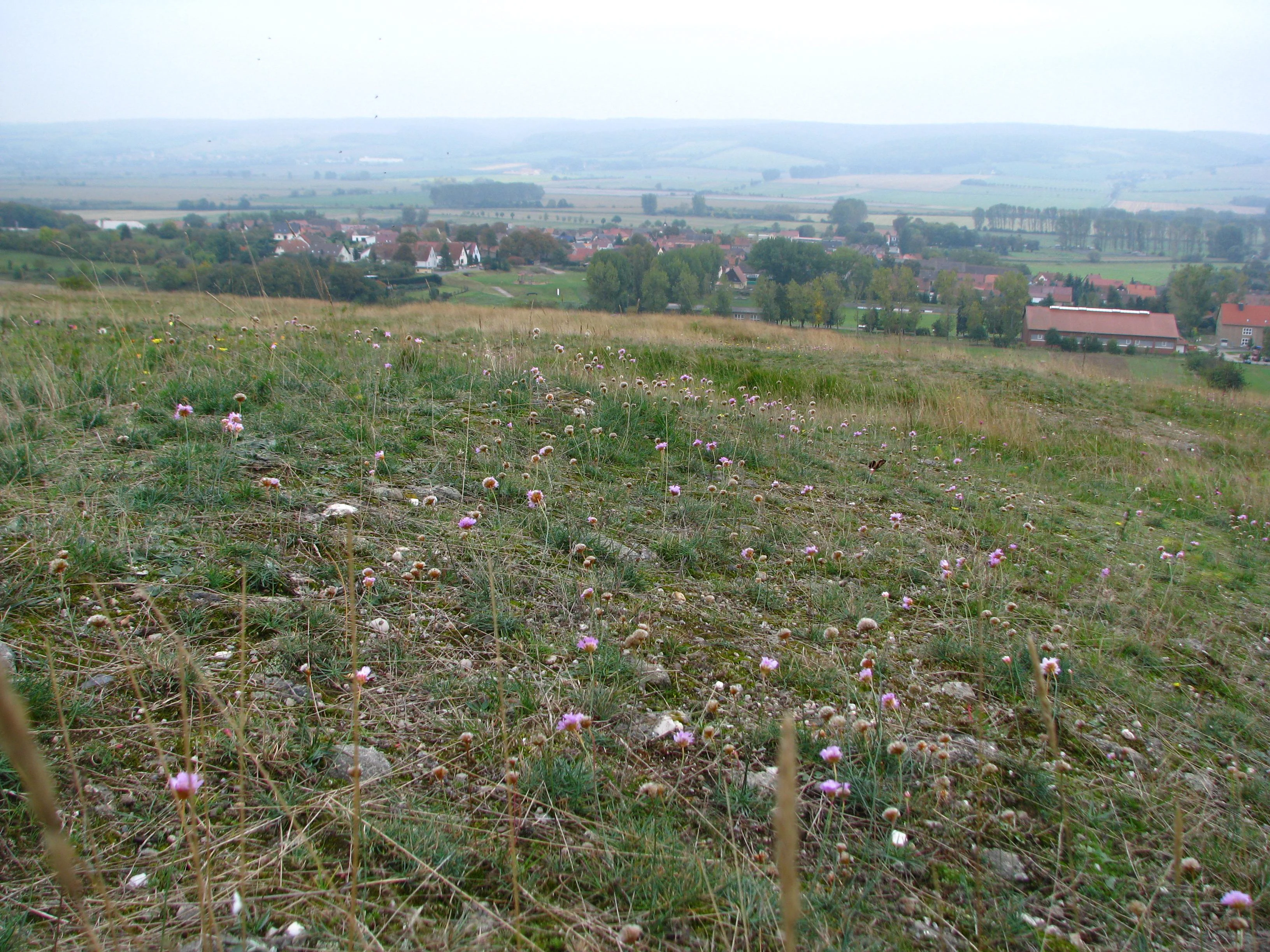 A wide angle view of grassy, stony terrain in the foreground with small pink wildflowers, leading down to a town with rooftops and rural landscape in the background under an overcast sky.