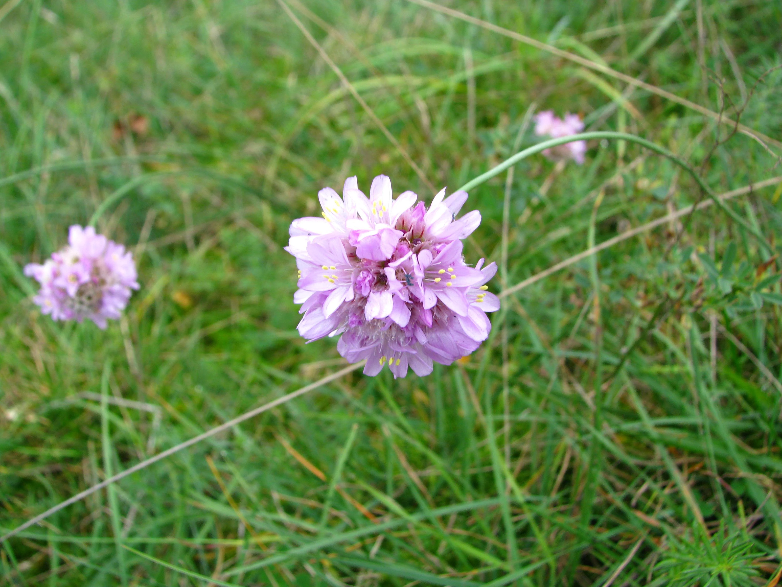 A close-up view of small pink, globe-shaped flowers of the Bottendorf thrift growing in a grassy field.