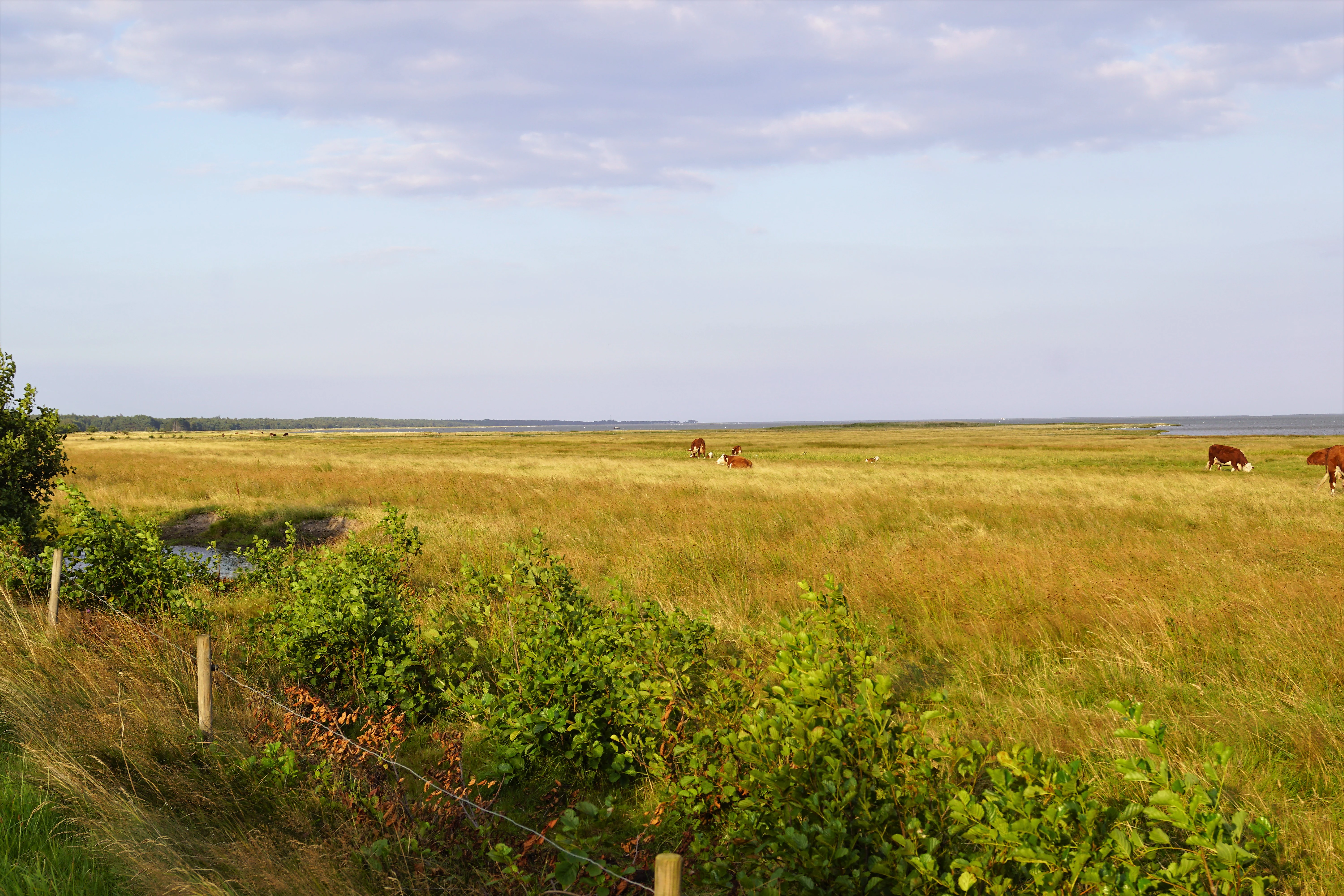 A wide, flat grassy salt marsh in Denmark with several brown and white cows grazing in the distance, near a bay.