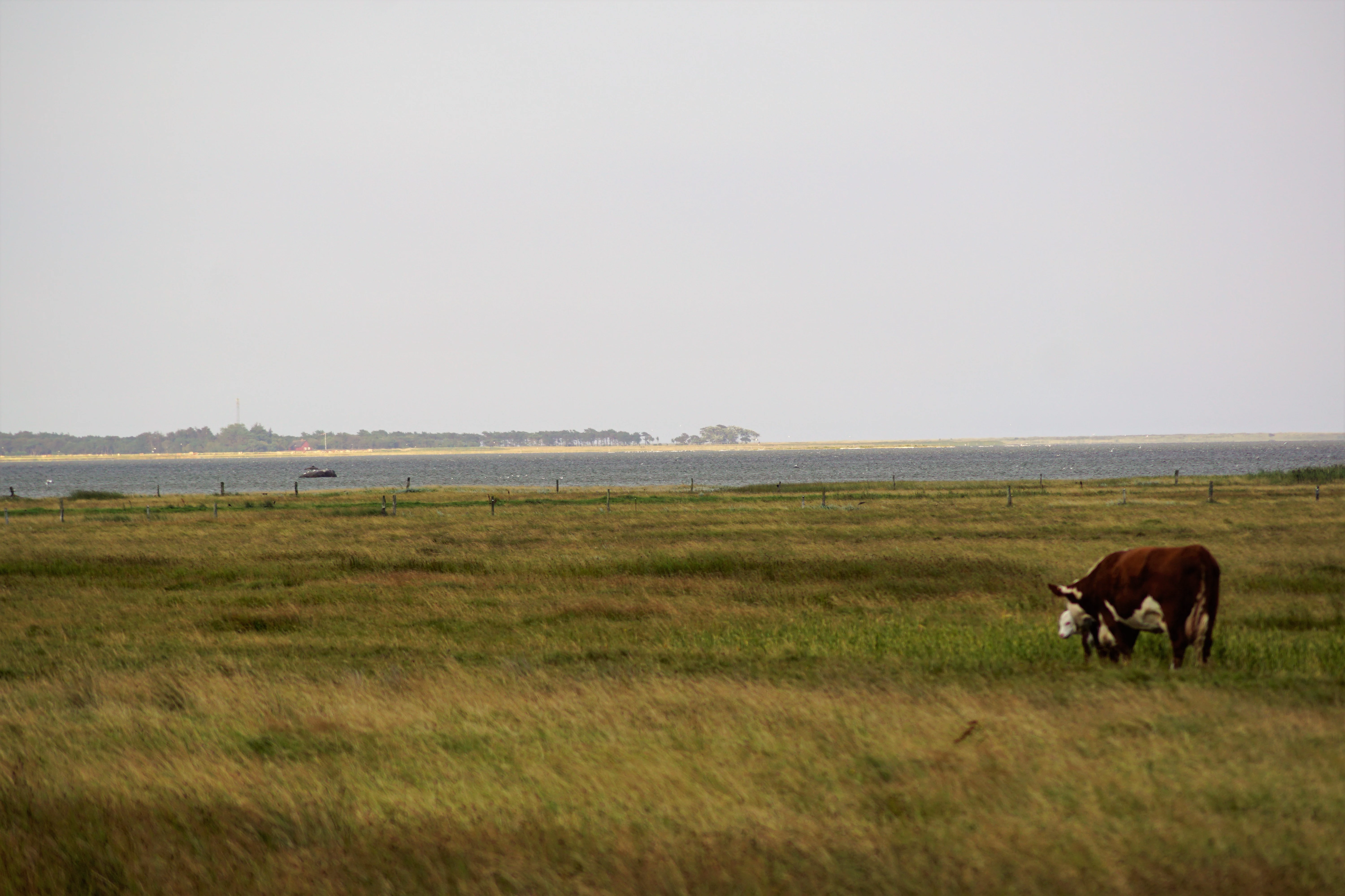 A wide view of a grassy salt marsh with a cow grazing in the foreground and a bay with a distant shoreline in the background under a pale, overcast sky.