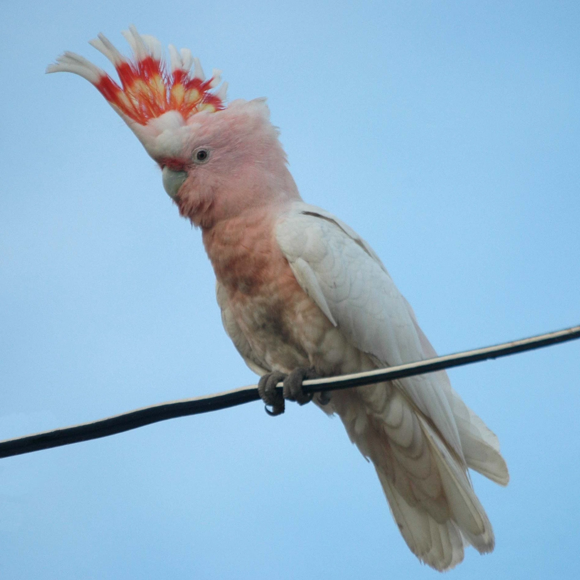 A pale pink and white cockatoo with a striking red and yellow crest stands on a black wire against a clear blue sky.