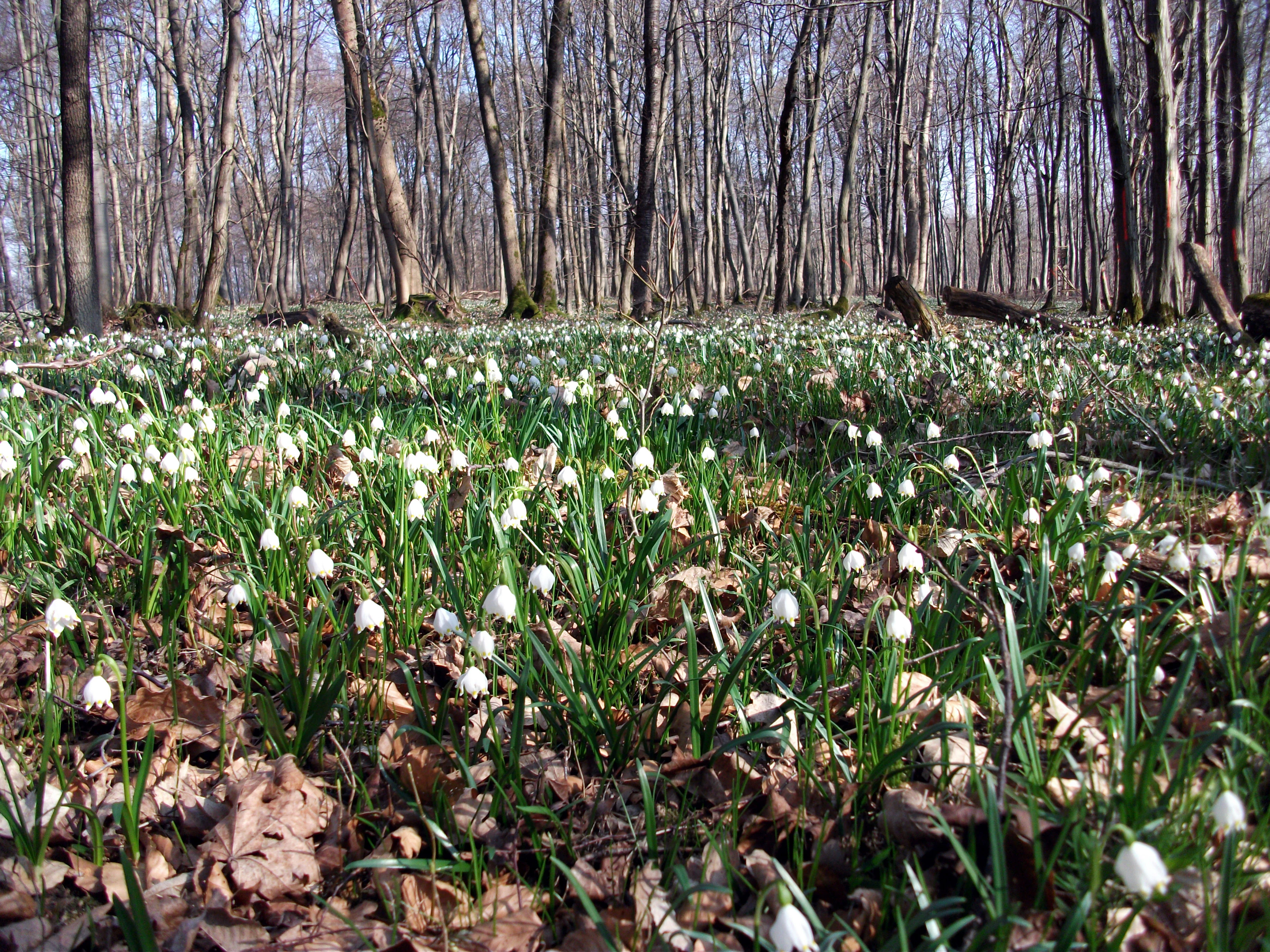 A vast carpet of white bell-shaped spring snowflake flowers covering a forest floor with a backdrop of tall bare deciduous trees.