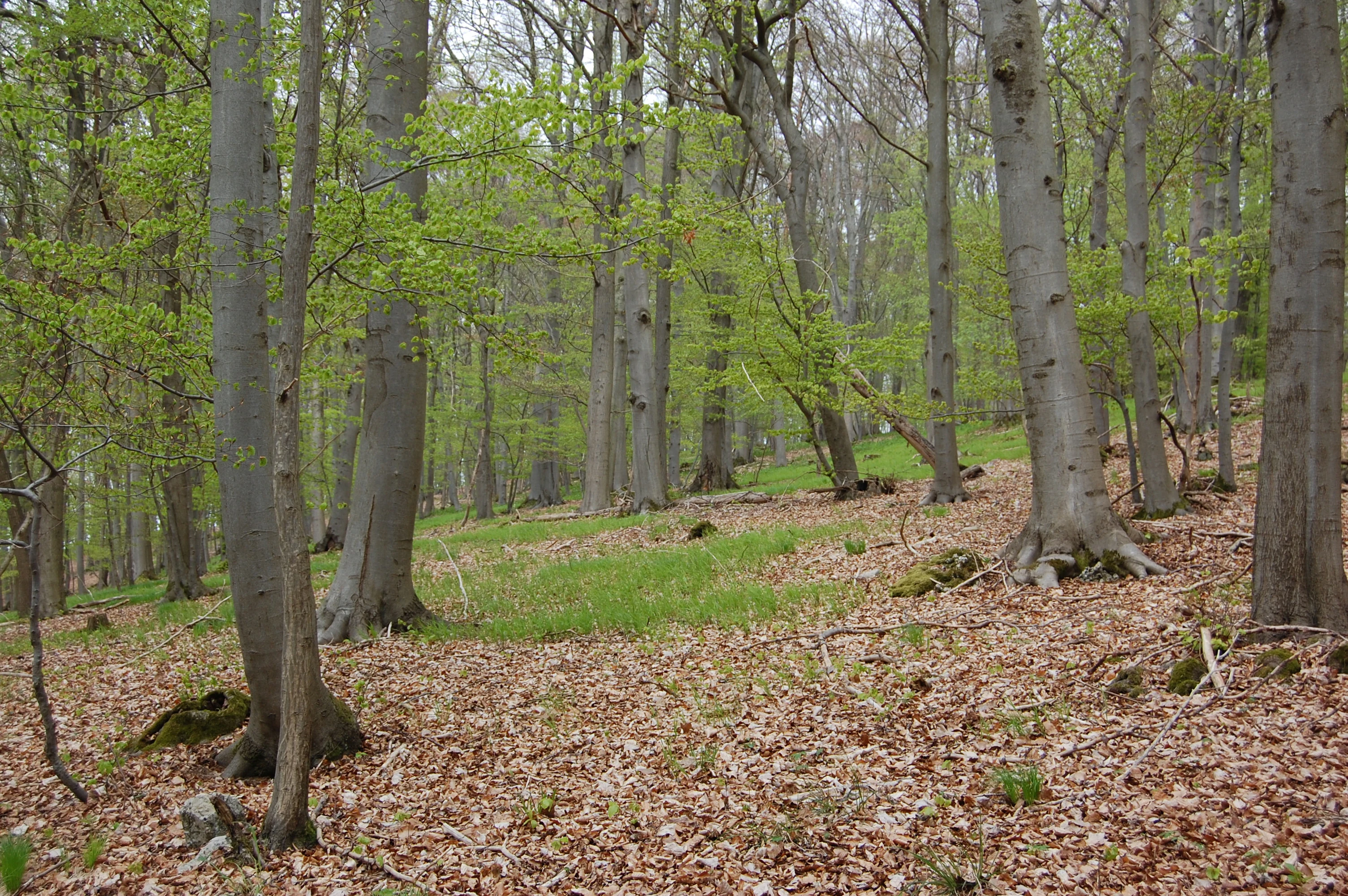 A woodland scene in spring featuring mature beech trees with smooth grey trunks, light green budding leaves, and a forest floor carpeted in brown fallen leaves and small patches of green grass.