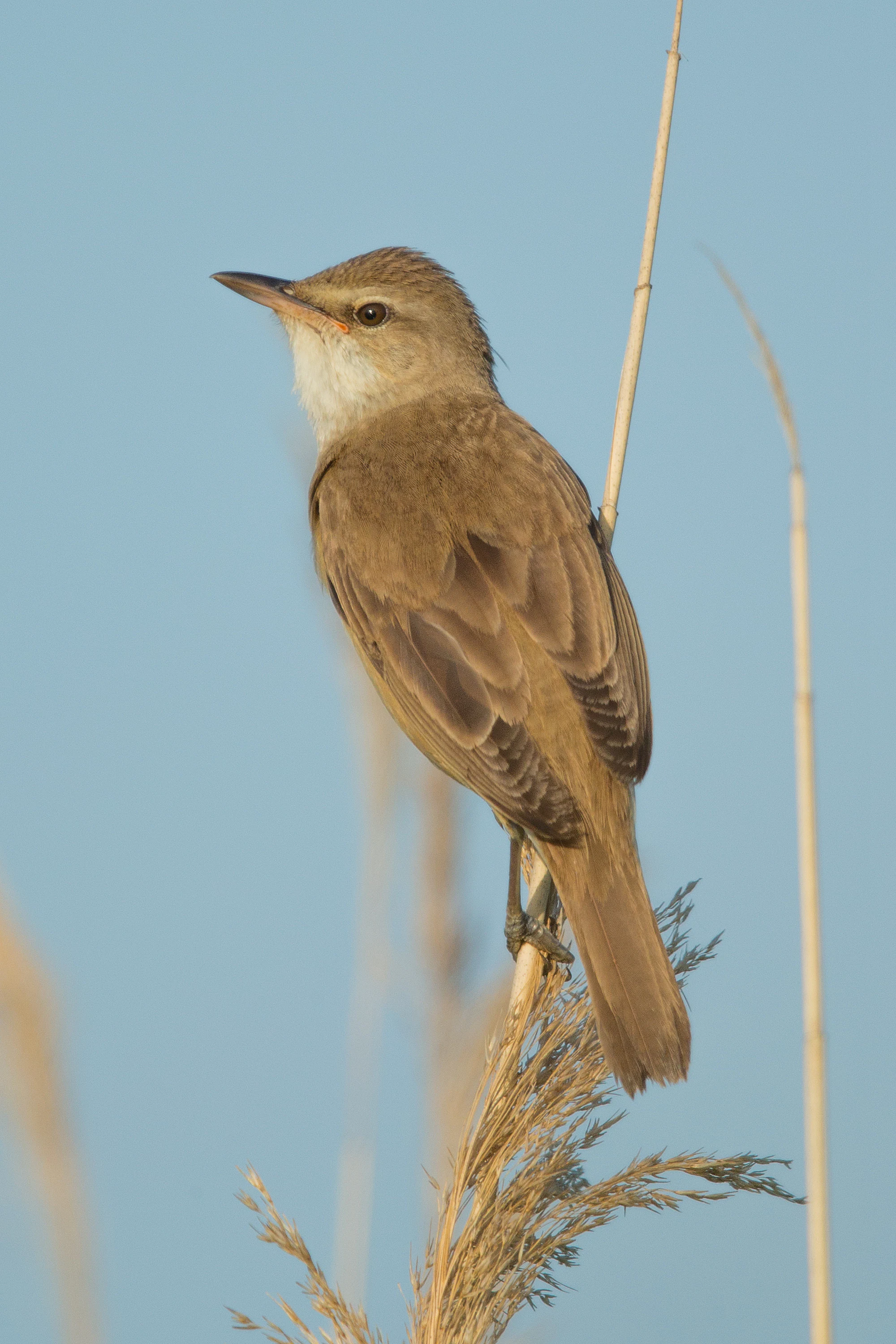 A brown bird with a pale throat perched on a dried reed stem against a clear blue sky.