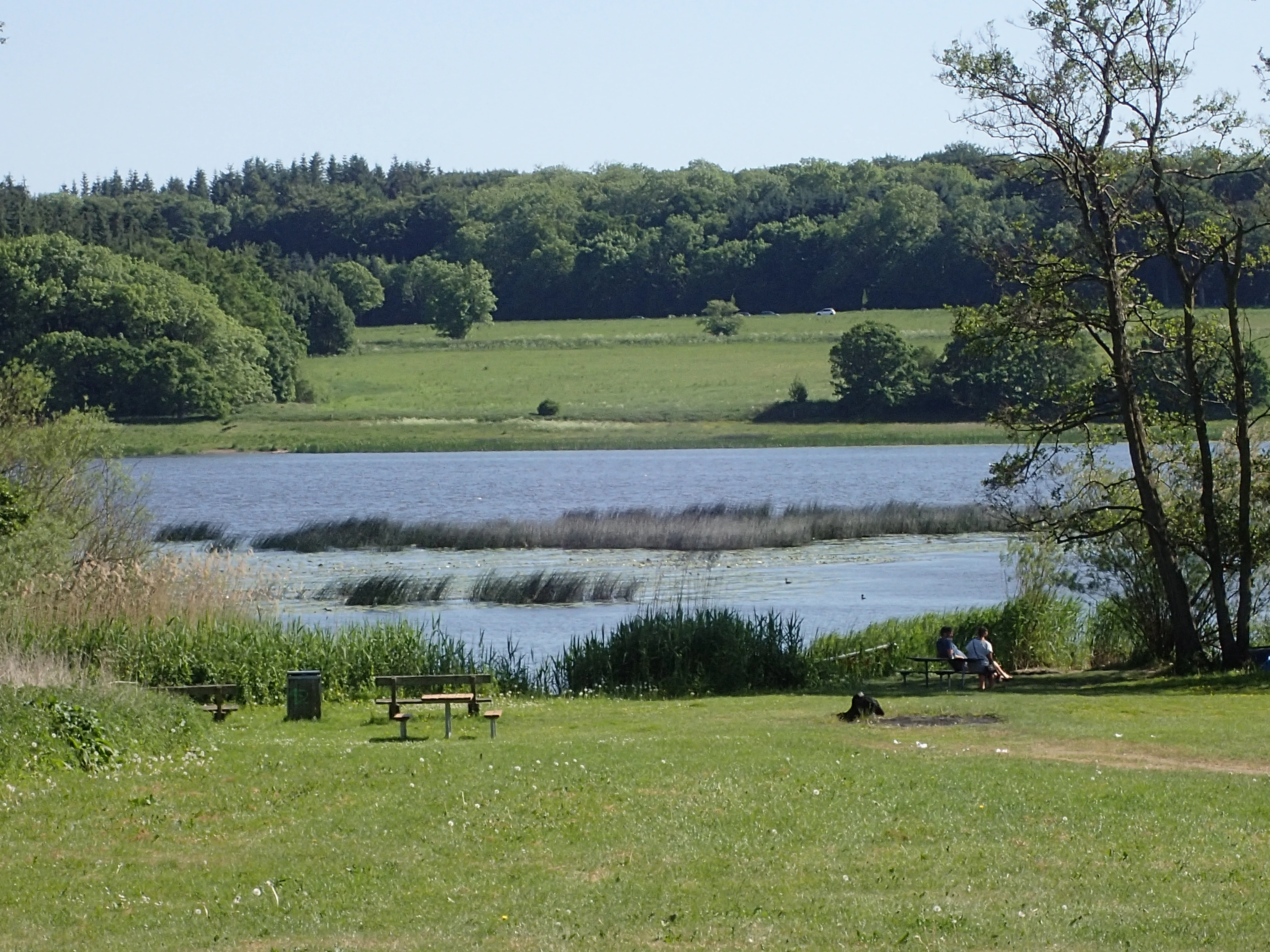 A grassy picnic area with wooden tables and benches overlooks a lake with reed beds, backed by a forested hillside under a clear sky.