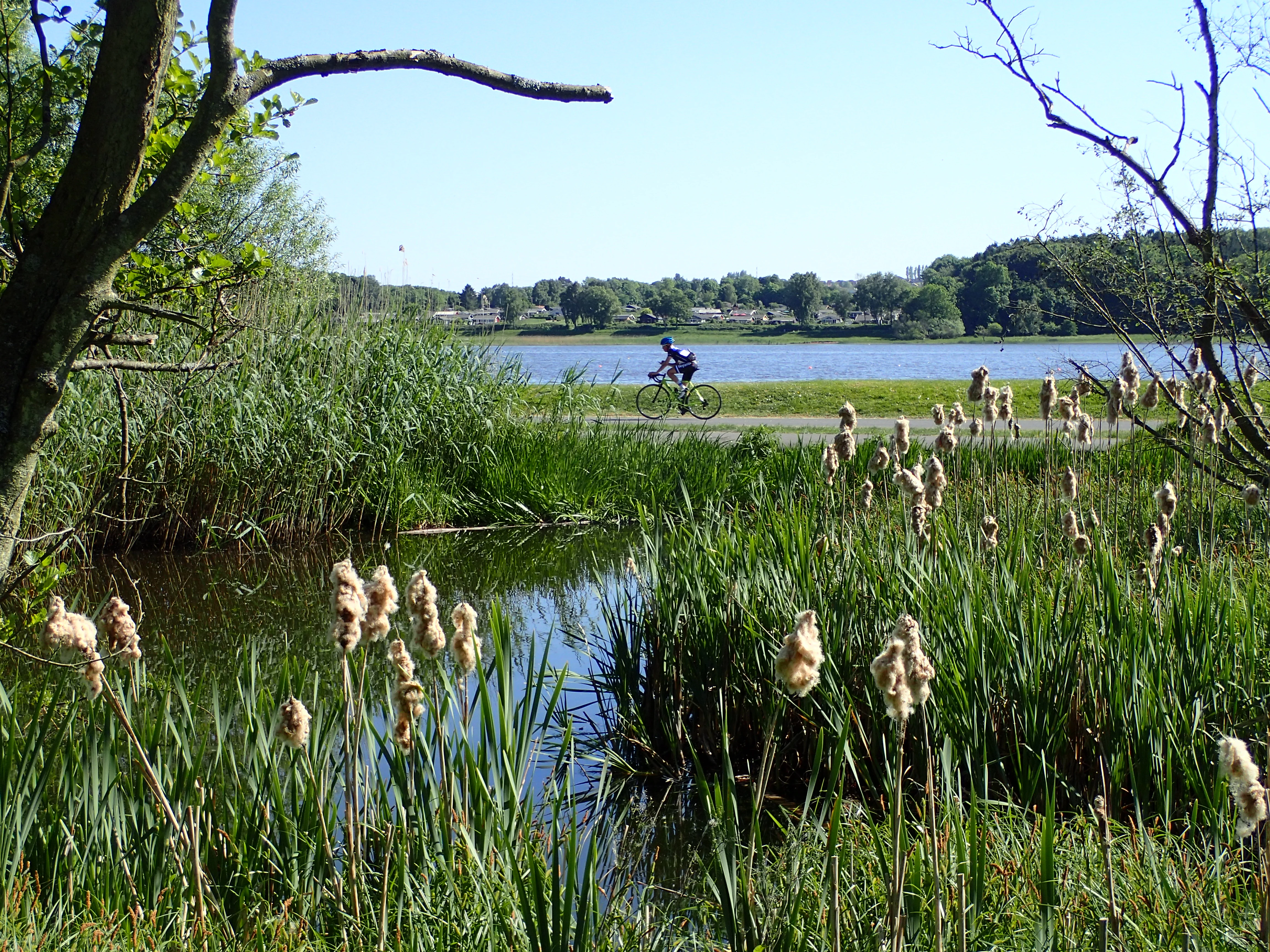A marshy wetland area with cattails and reeds in the foreground, a lake in the midground with a cyclist on a path, and trees along the far shore under a clear blue sky