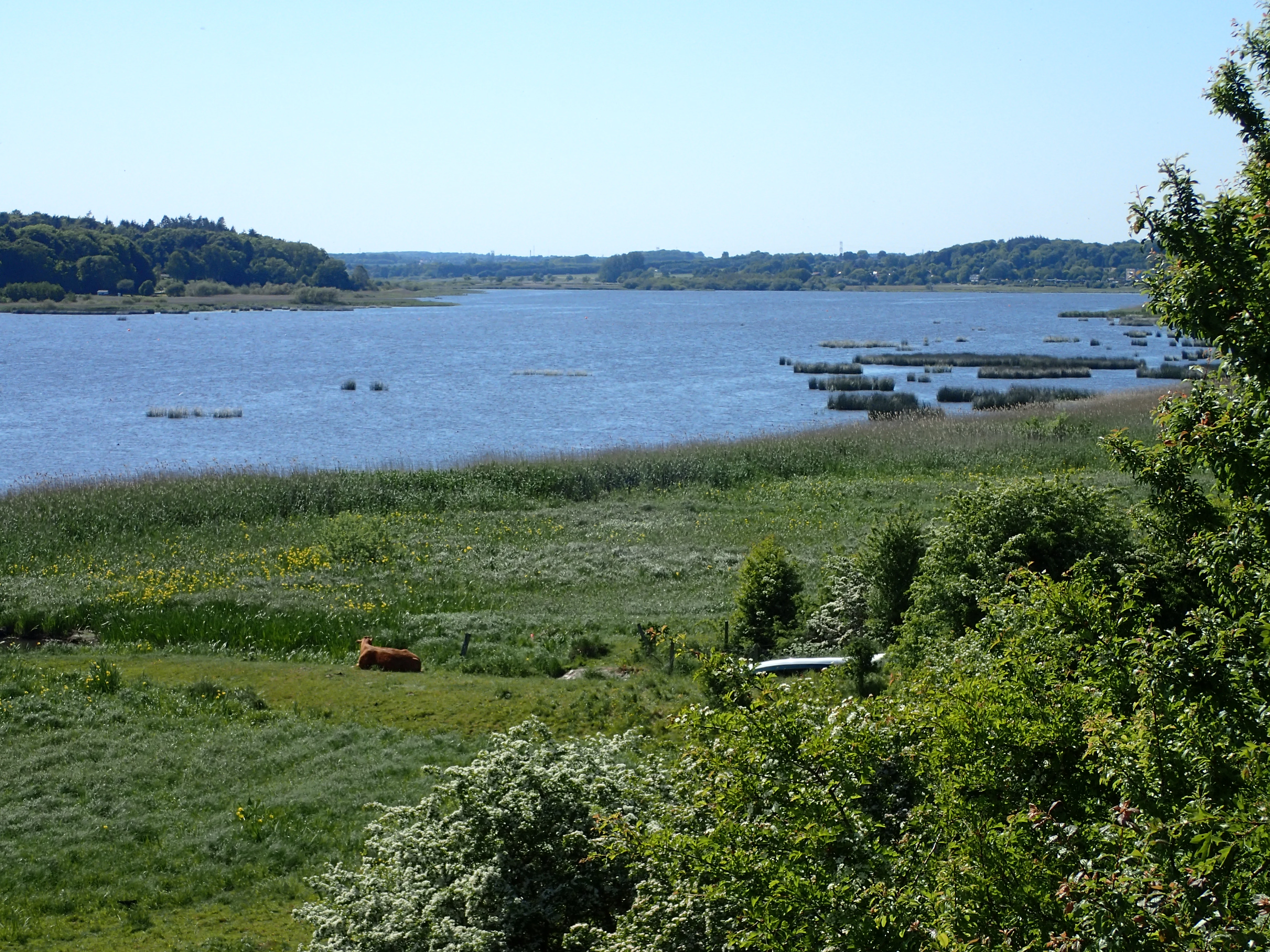Landscape photograph of Brabrand Lake with a green meadow and shrubs in the foreground, blue water with reed beds in the middle distance, and a forested shoreline in the background under a clear blue sky.