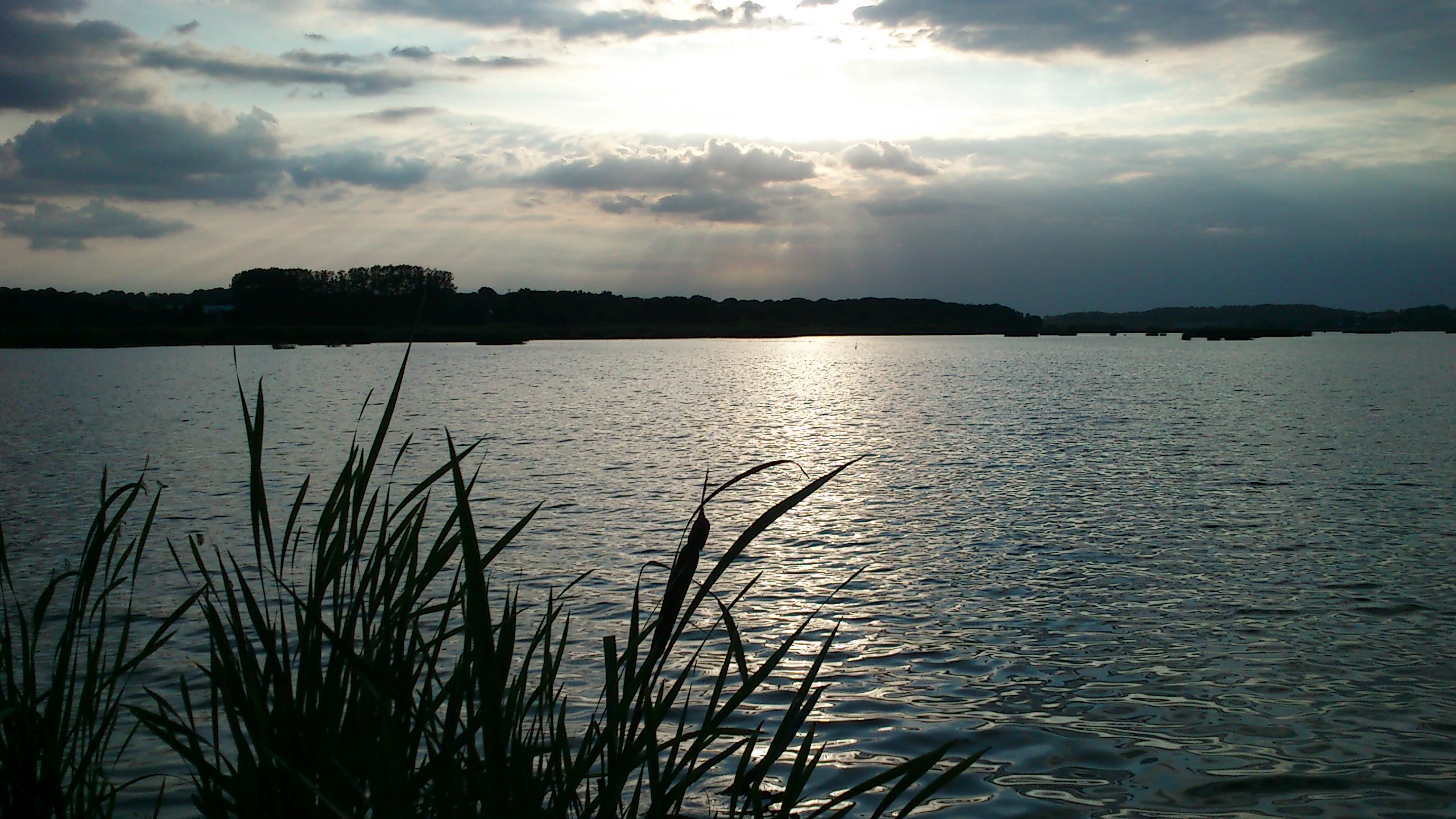 A lake at dusk with tall reeds silhouetted in the foreground, calm water reflecting sunlight, and a tree-lined shore with buildings visible in the distance under a cloudy sky