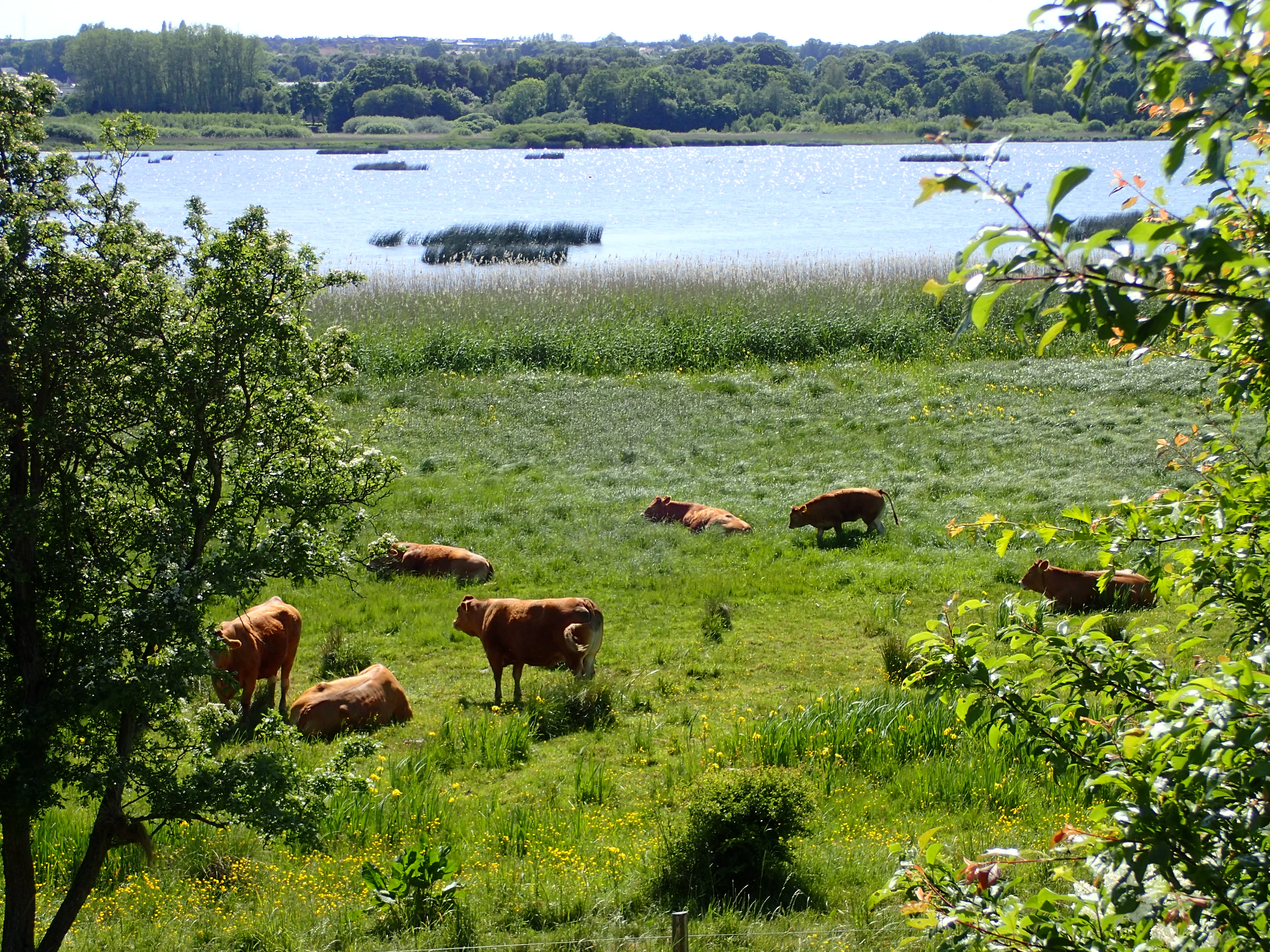 A landscape view of Brabrand Lake with brown cows resting and grazing in a green meadow in the foreground, reeds along the water's edge, and a tree line on the opposite shore.