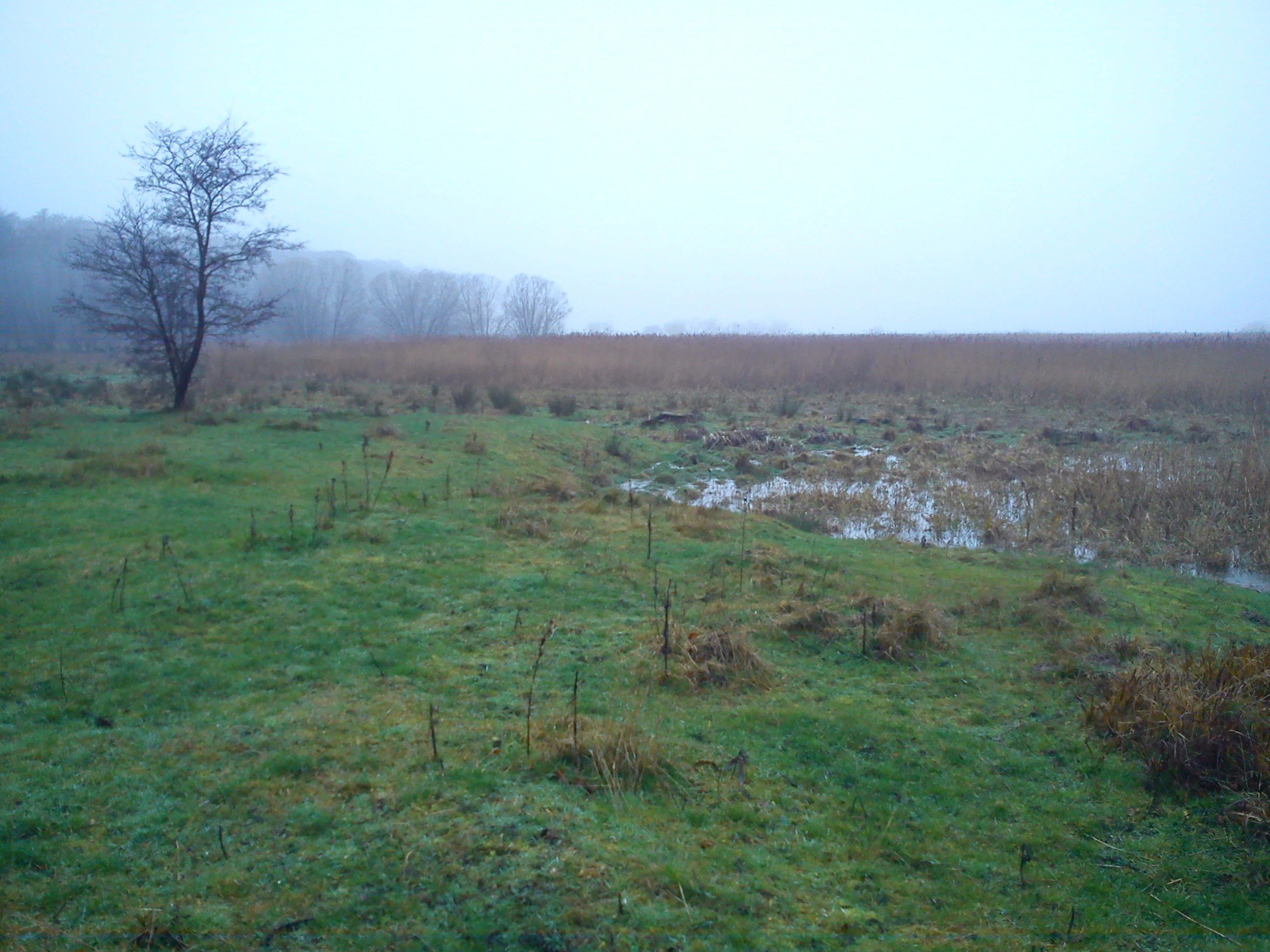 Green wet meadow with a solitary bare tree on the left, small marshy pools of water among the grass, brown reeds in the middle distance, and a foggy treeline fading into the background