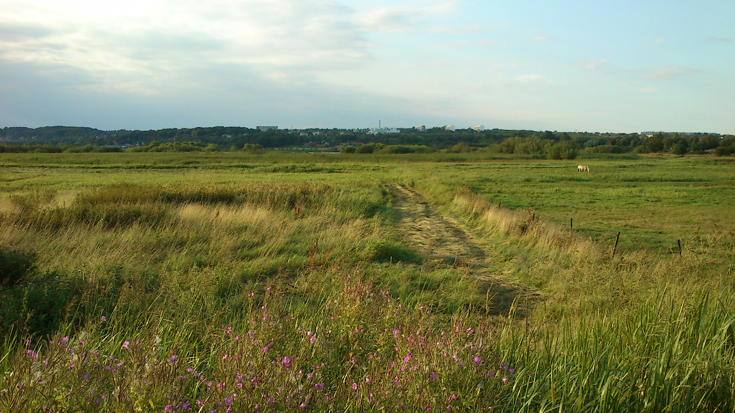 A dirt path winds through tall grasses and pink wildflowers in a meadow, with grazing horses visible in the distance and a treeline on the horizon under a partly cloudy sky.