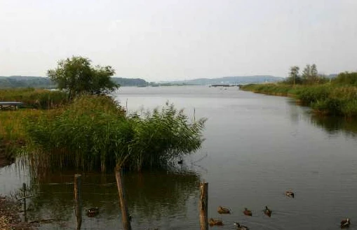 A wide shot of a calm lake with green reeds and trees along the banks. Several ducks swim in the foreground water near wooden posts. Distant hills are visible on the horizon under an overcast sky.