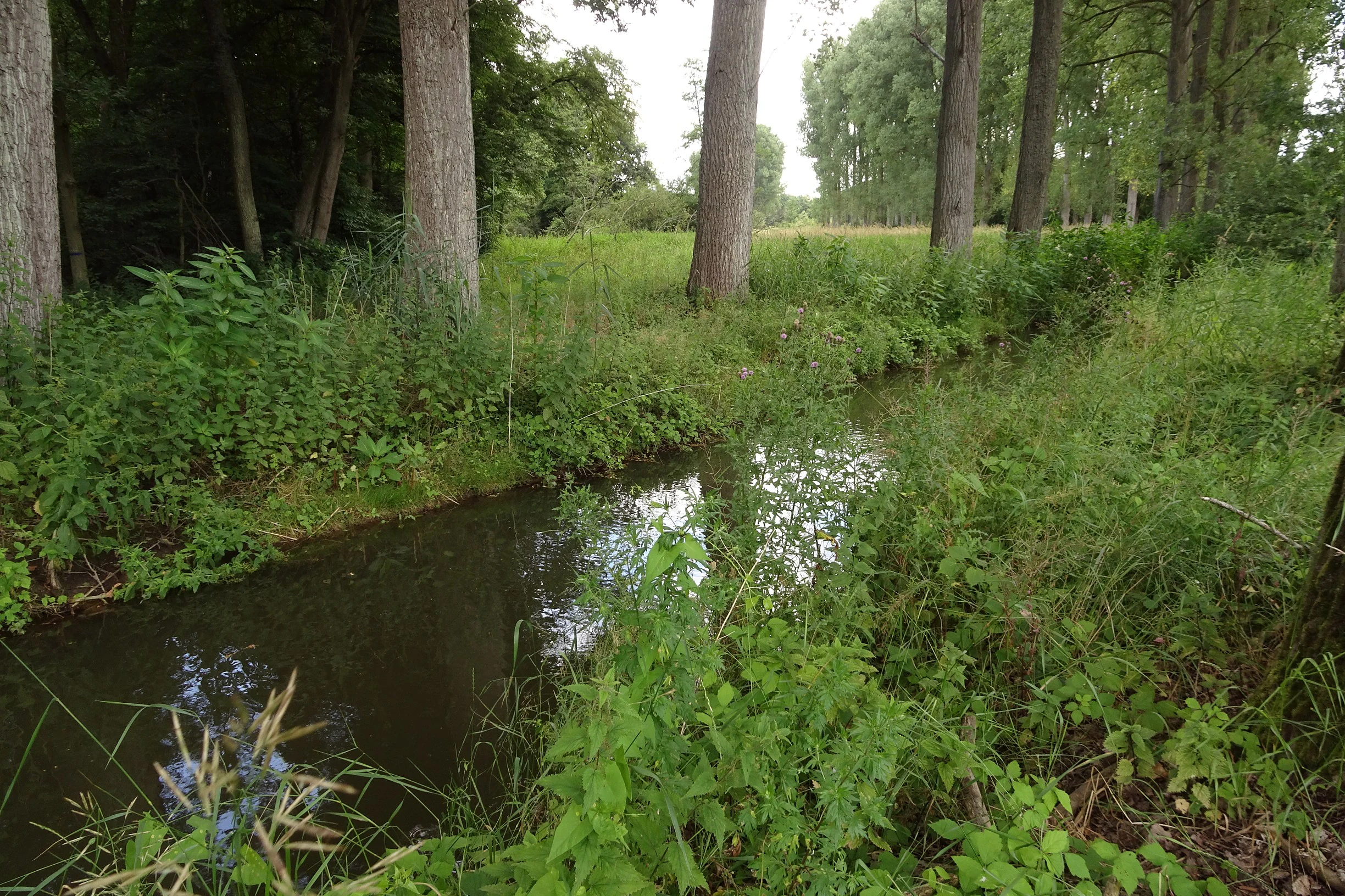 A small, quiet stream flows through a lush green floodplain area bordered by tall trees and dense vegetation.