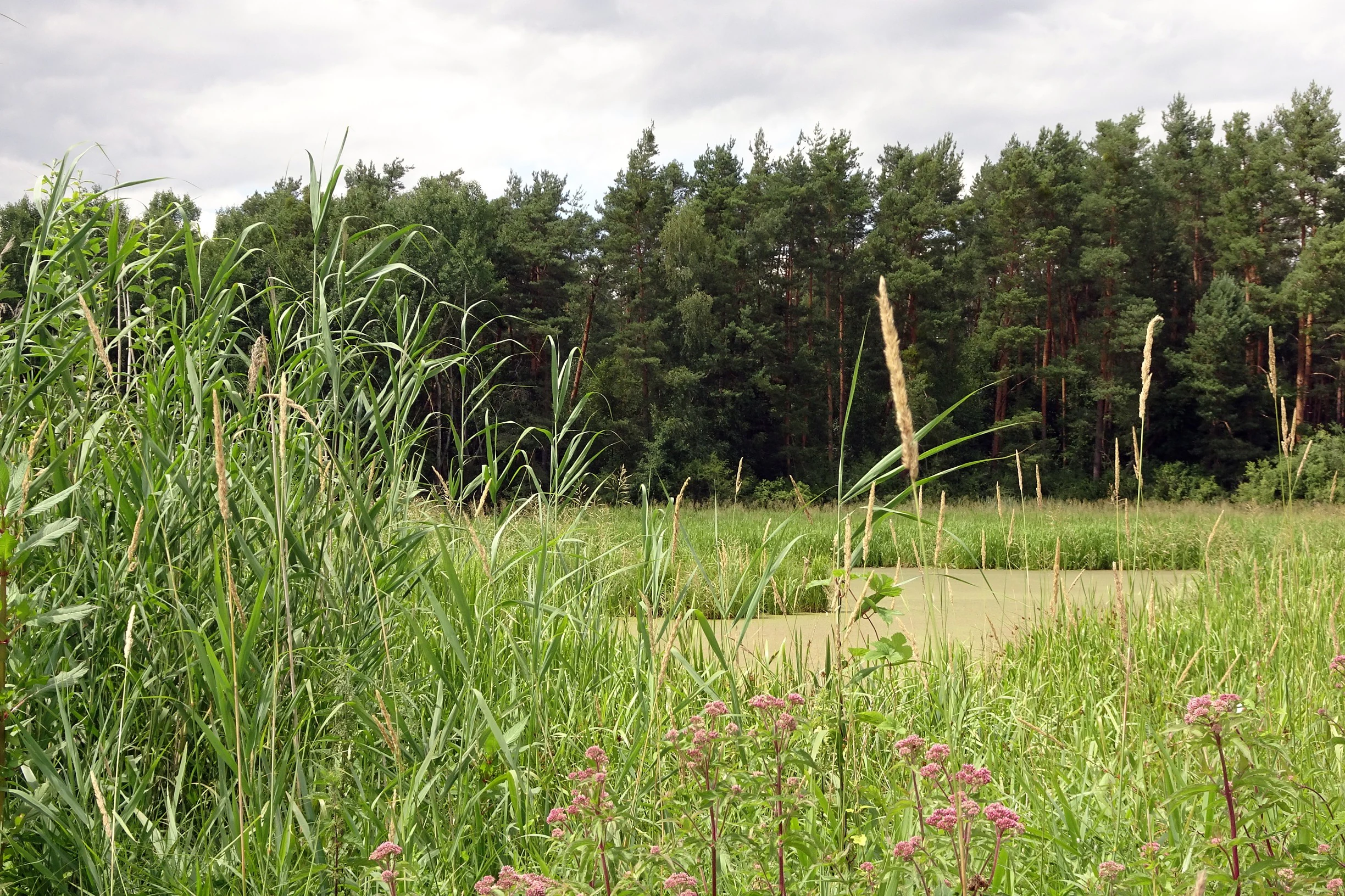 A wetland area with tall reeds and wildflowers in the foreground, leading to a calm pool of water, with a dense coniferous forest in the background under a cloudy sky.