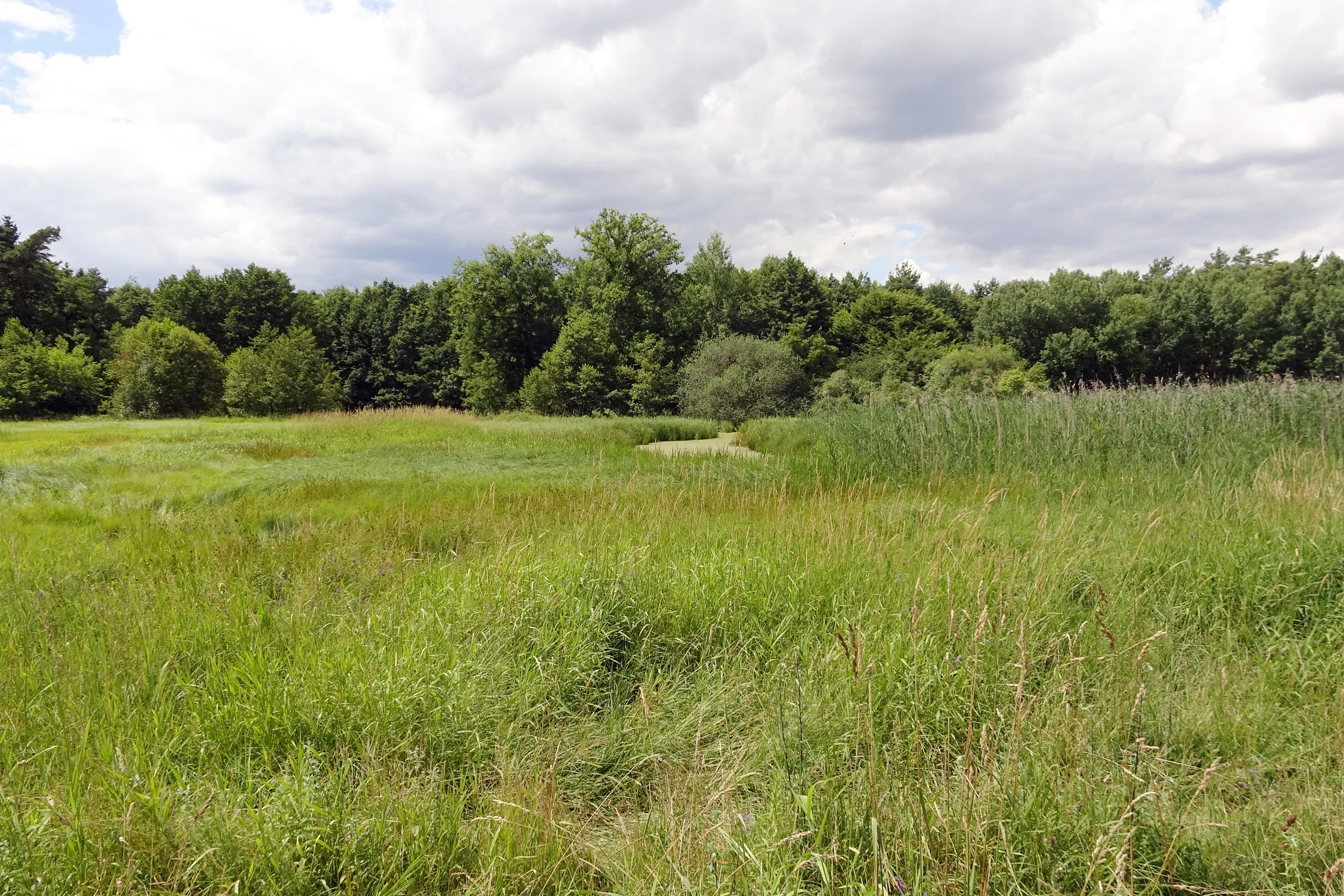 A wide view of a grassy wetland area with tall reeds in the foreground and a line of deciduous trees in the background under a cloudy sky.