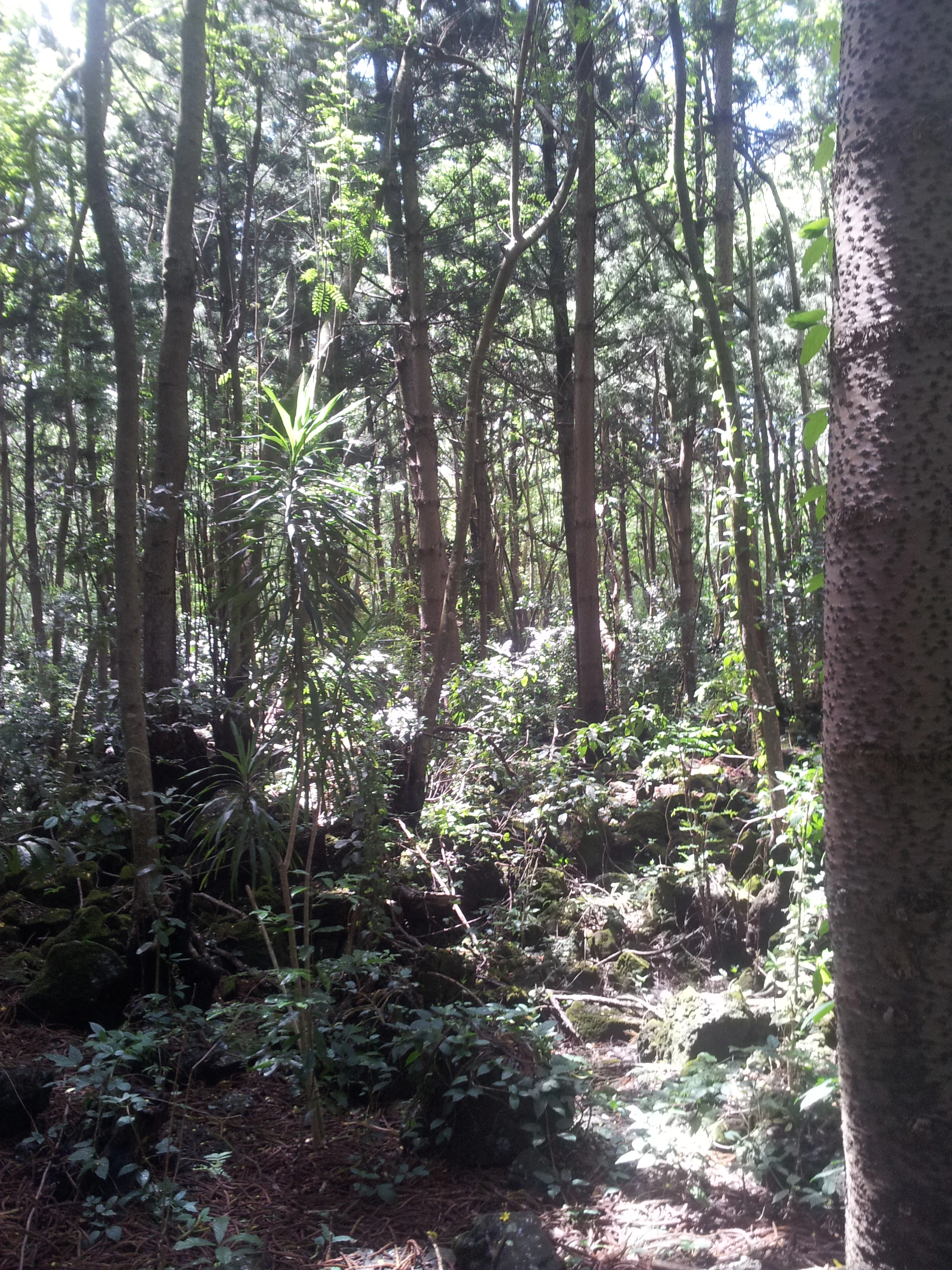 Sun-dappled forest trail with tall trees and dense undergrowth