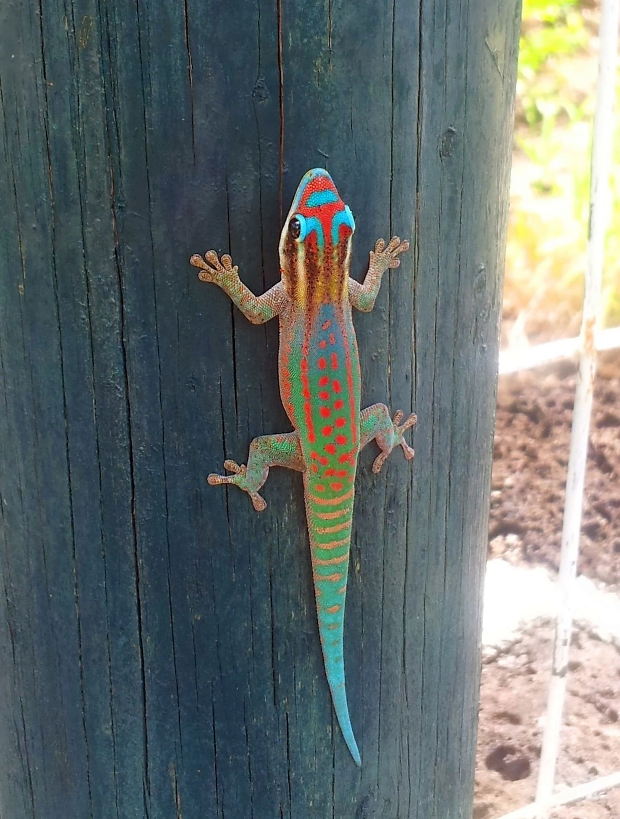 A colorful Ornate Day Gecko with blue, red, and green markings clinging to a dark wooden post