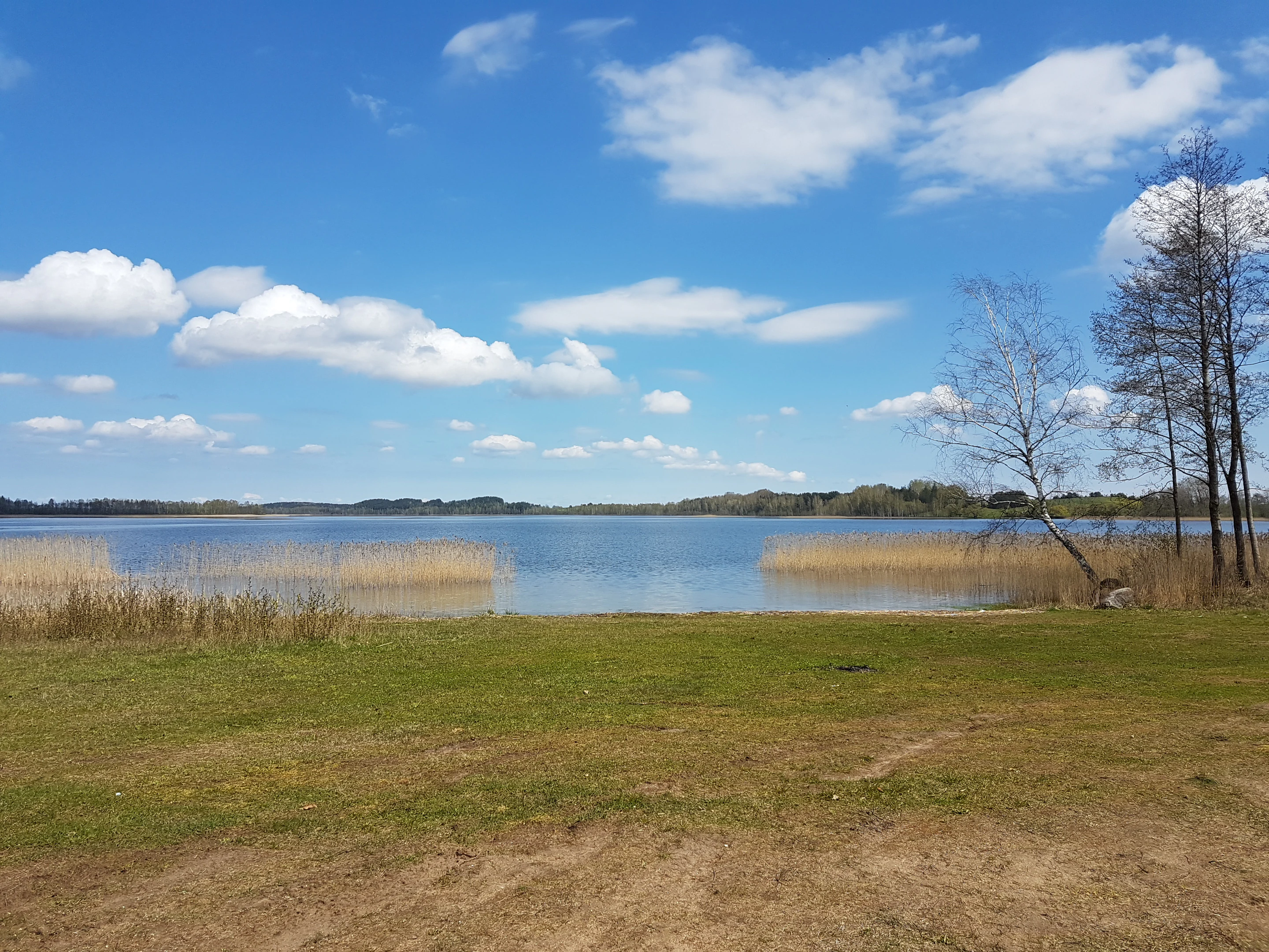A wide view of Vojsa Lake with a grassy shore, reeds, and a clear blue sky with scattered clouds