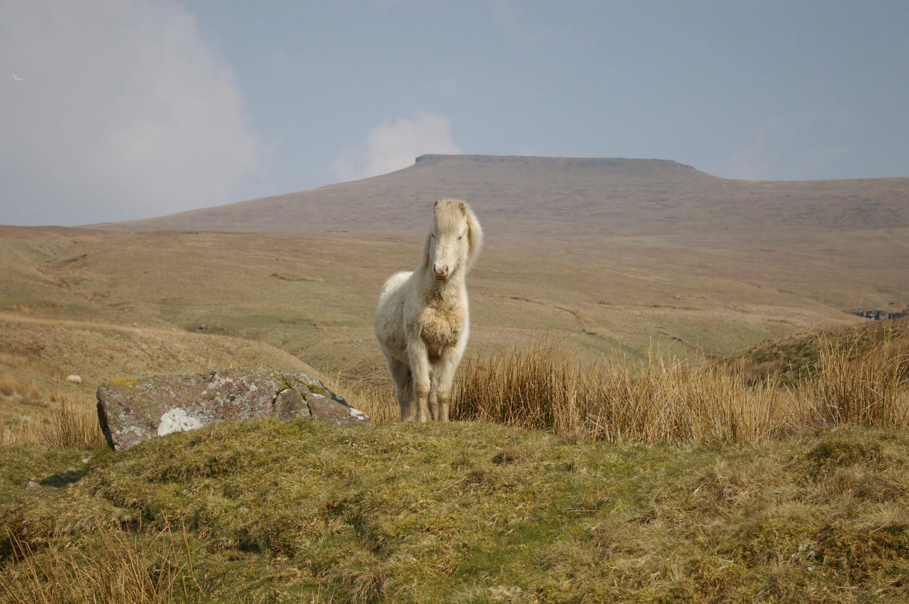 White pony standing on a grassy hillside with a mountain in the background