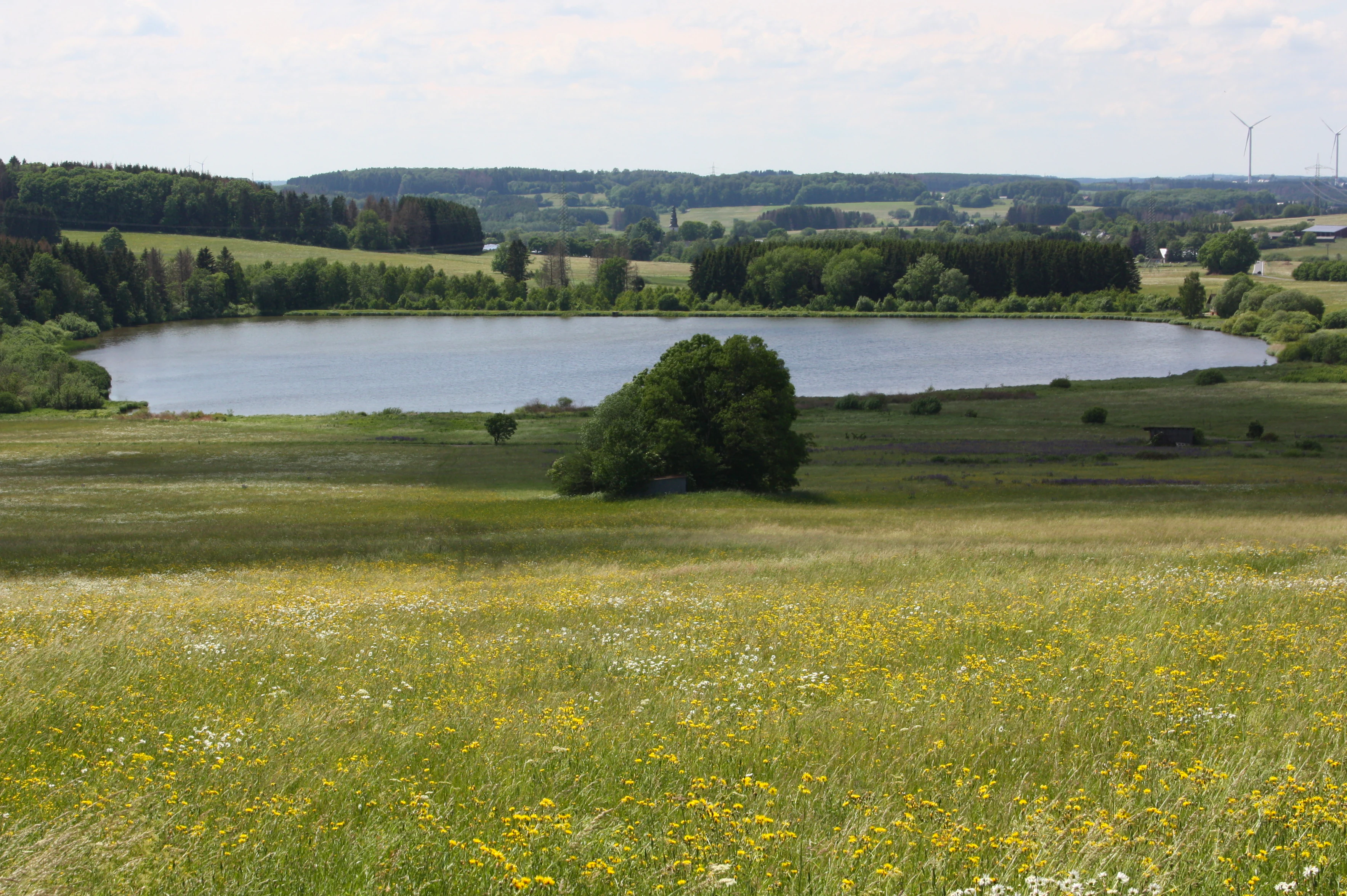 A peaceful landscape view of a calm reservoir surrounded by grassy fields with yellow wildflowers in the foreground and a dense forest line in the background.