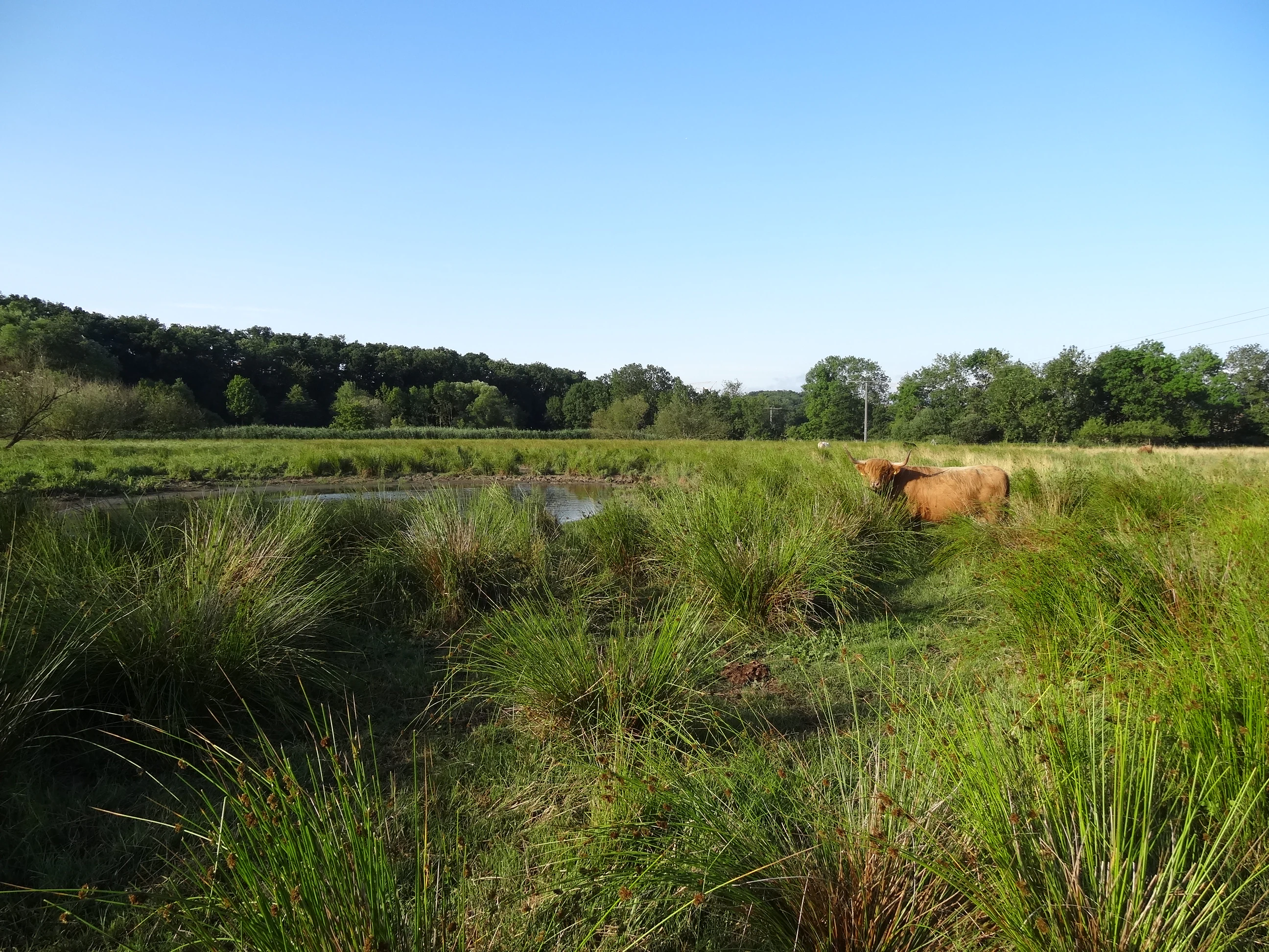 A wide shot of a green meadow with tall grasses, a small pond, and a brown cow standing on the right, backed by a line of trees under a clear blue sky.