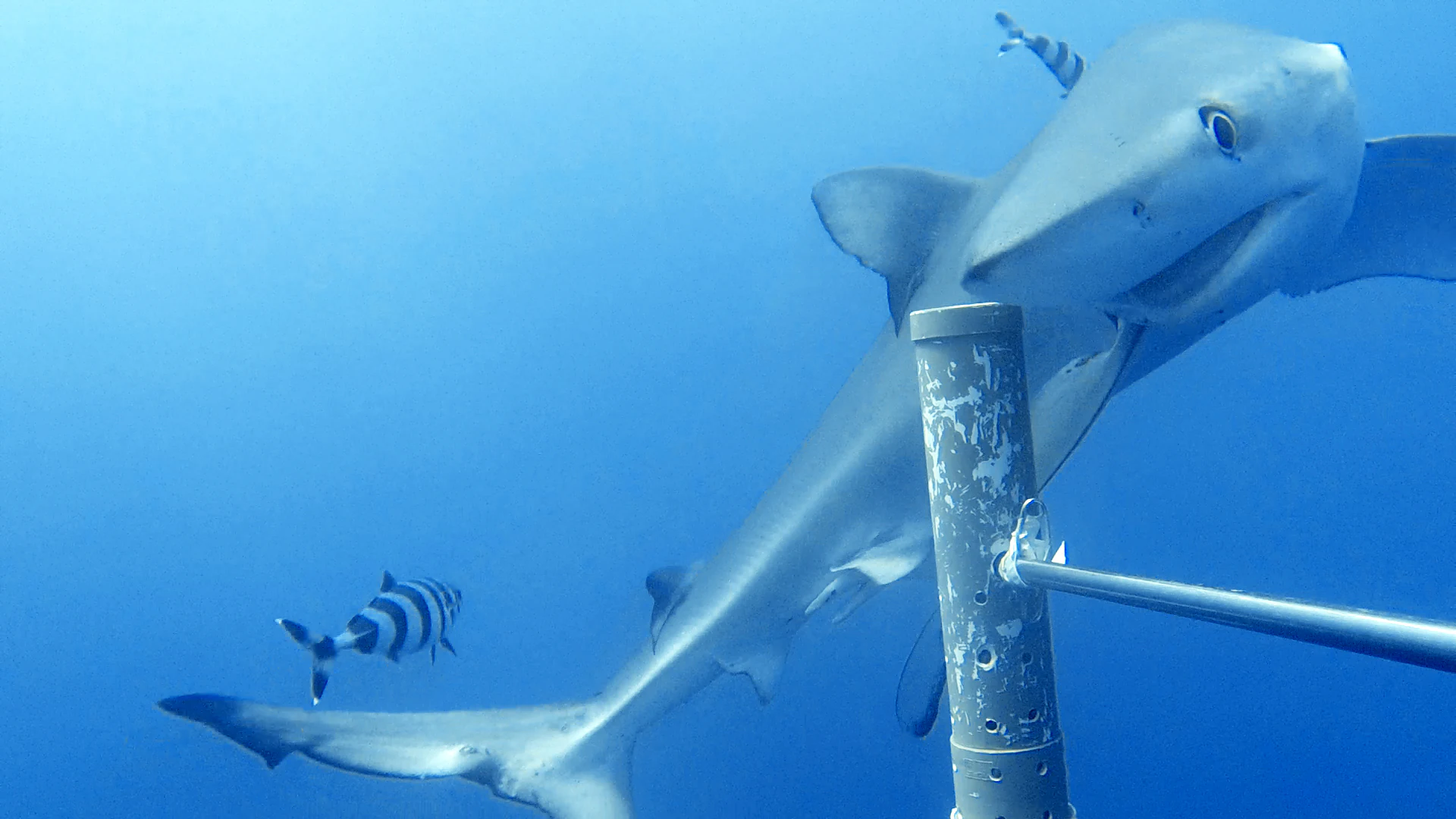 A blue shark swims past a metal pole underwater while a small striped fish swims nearby.