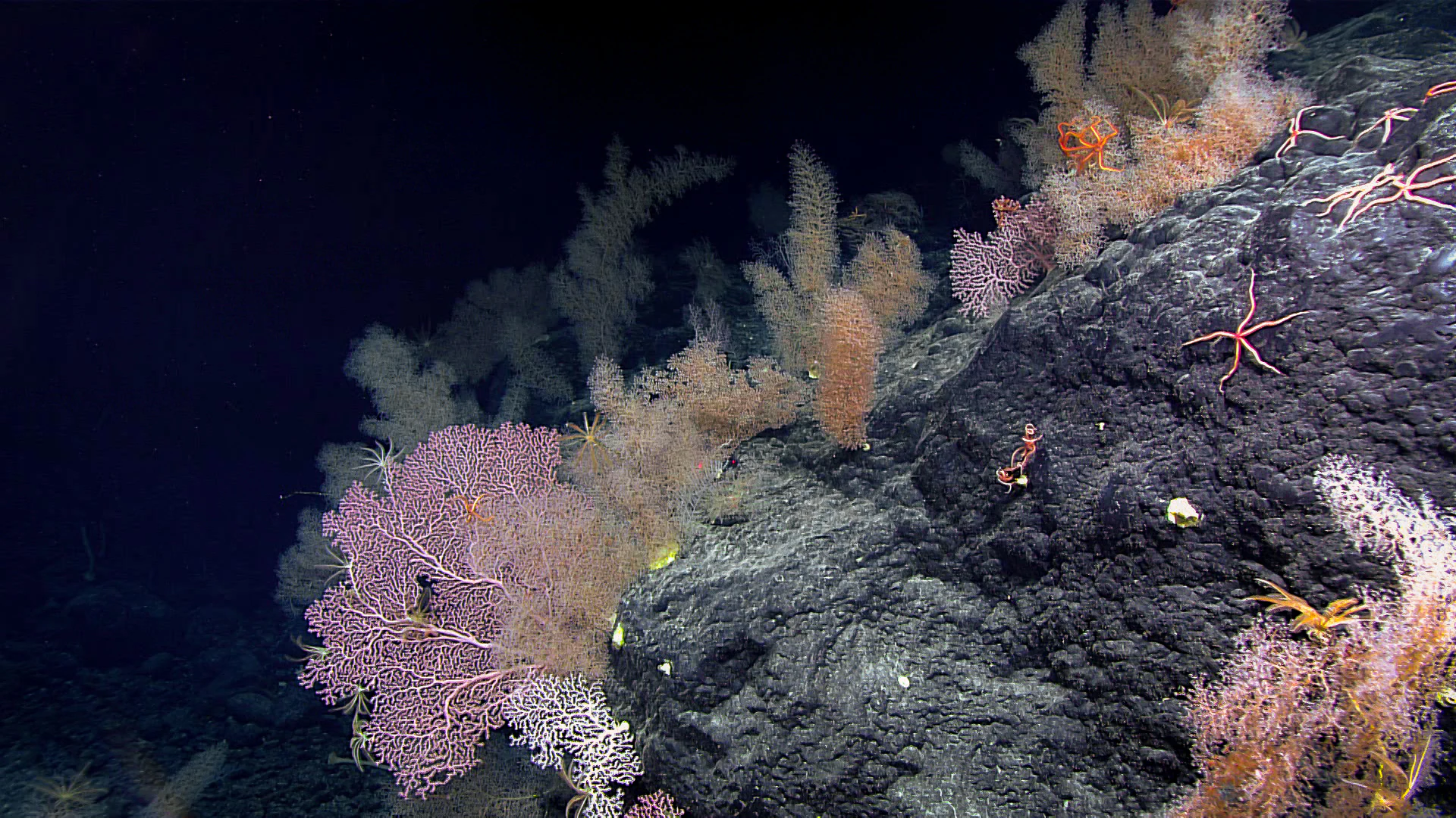 A close-up view of deep-sea corals and echinoderms attached to a dark rock surface in a dark, underwater environment.