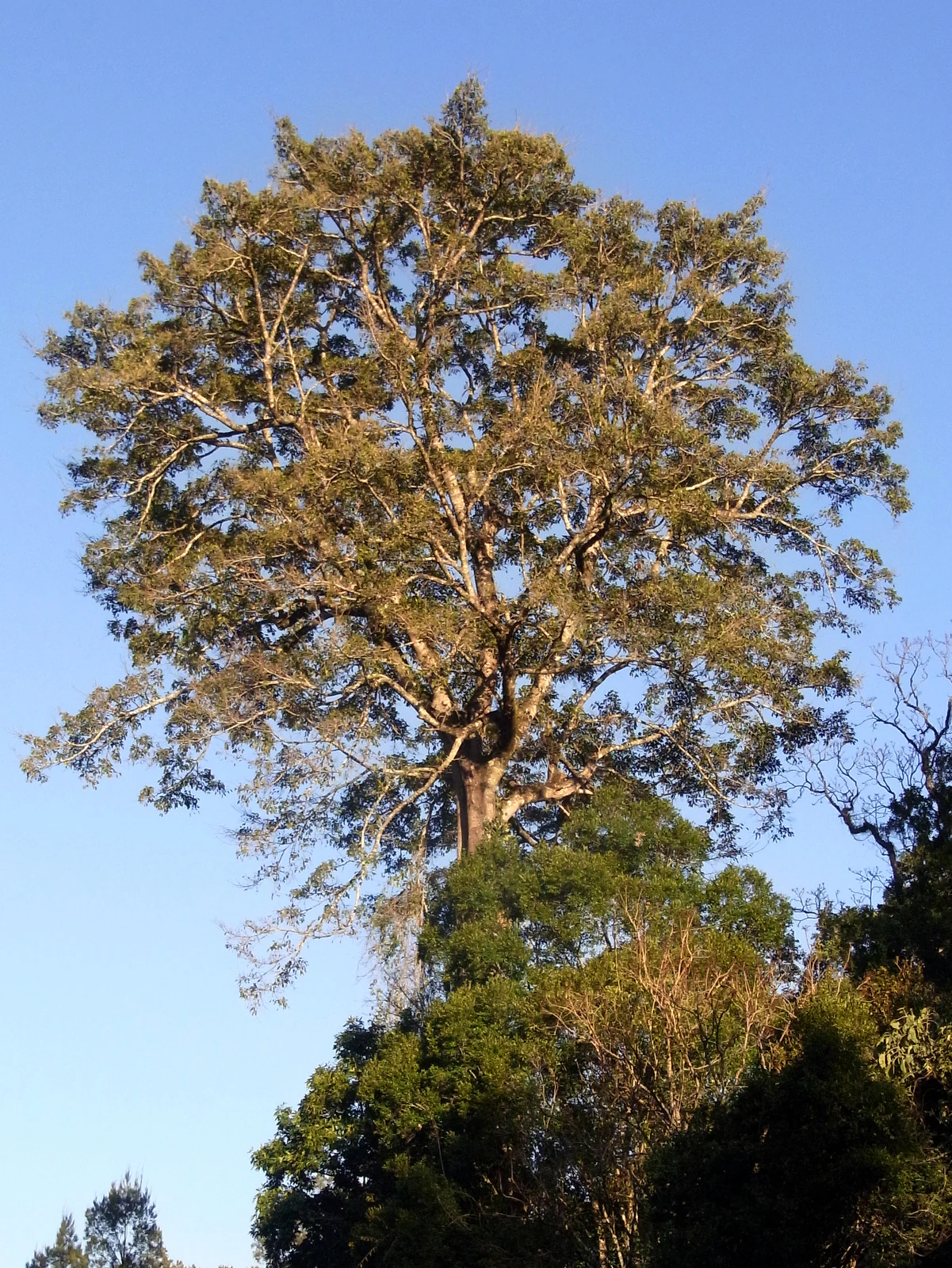 A large, tall tree with a dense canopy reaching into a clear blue sky, towering over surrounding smaller trees.