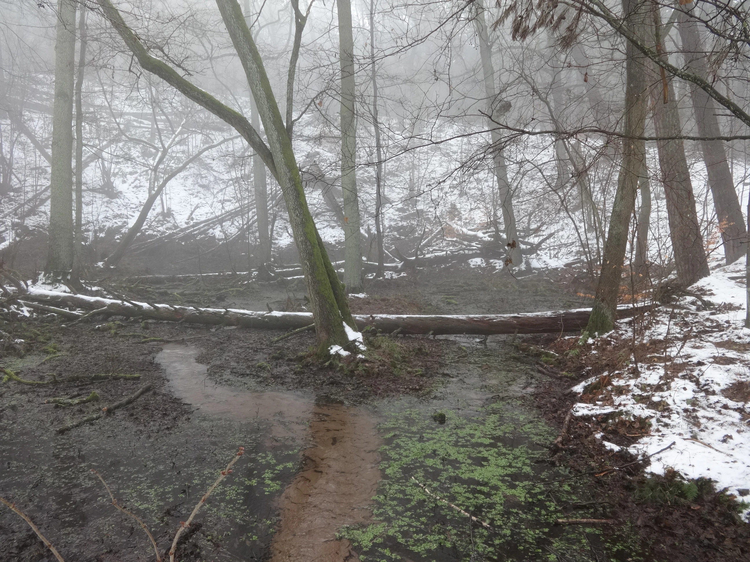 A small stream flows through a misty winter forest with a fallen log crossing the water and snow on the ground.