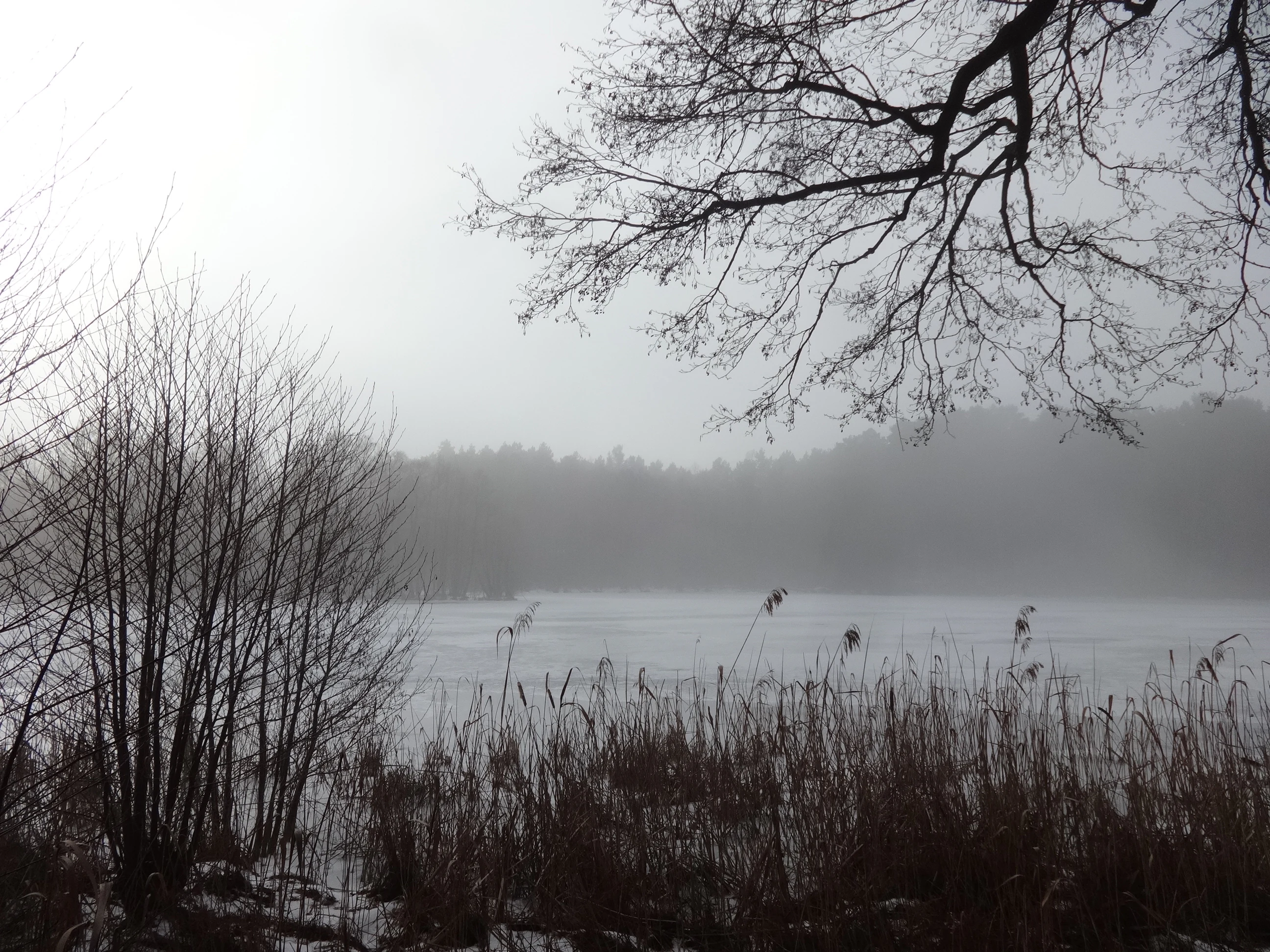 A foggy lake scene with bare deciduous trees and reeds in the foreground, with a forested shoreline visible through the mist in the background