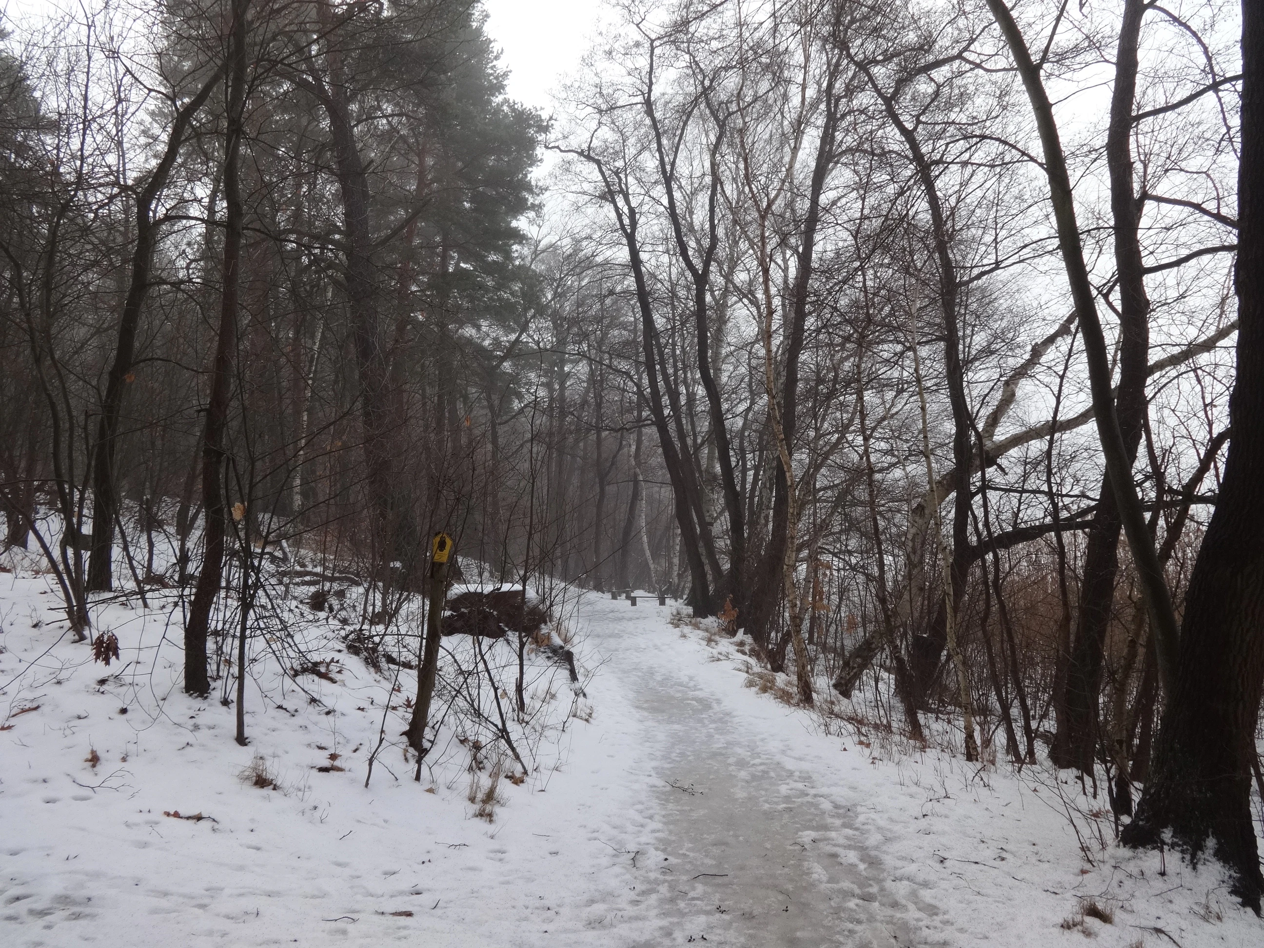 A snow-covered path winding through a winter forest with bare deciduous trees and some evergreens, with a yellow trail marker visible on the left side.