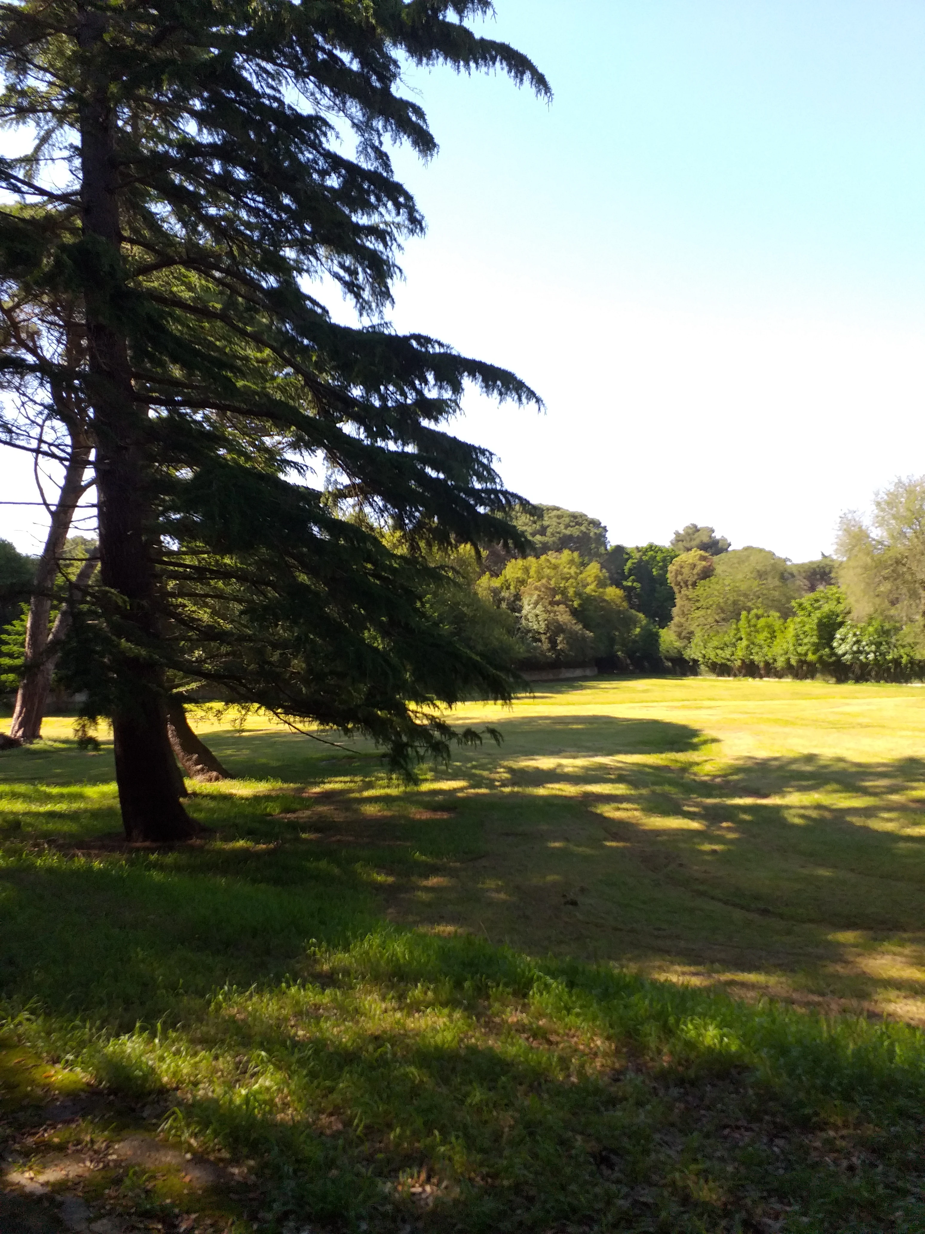A sunlit meadow with scattered trees and a clear blue sky, located in Brijuni Islands National Park