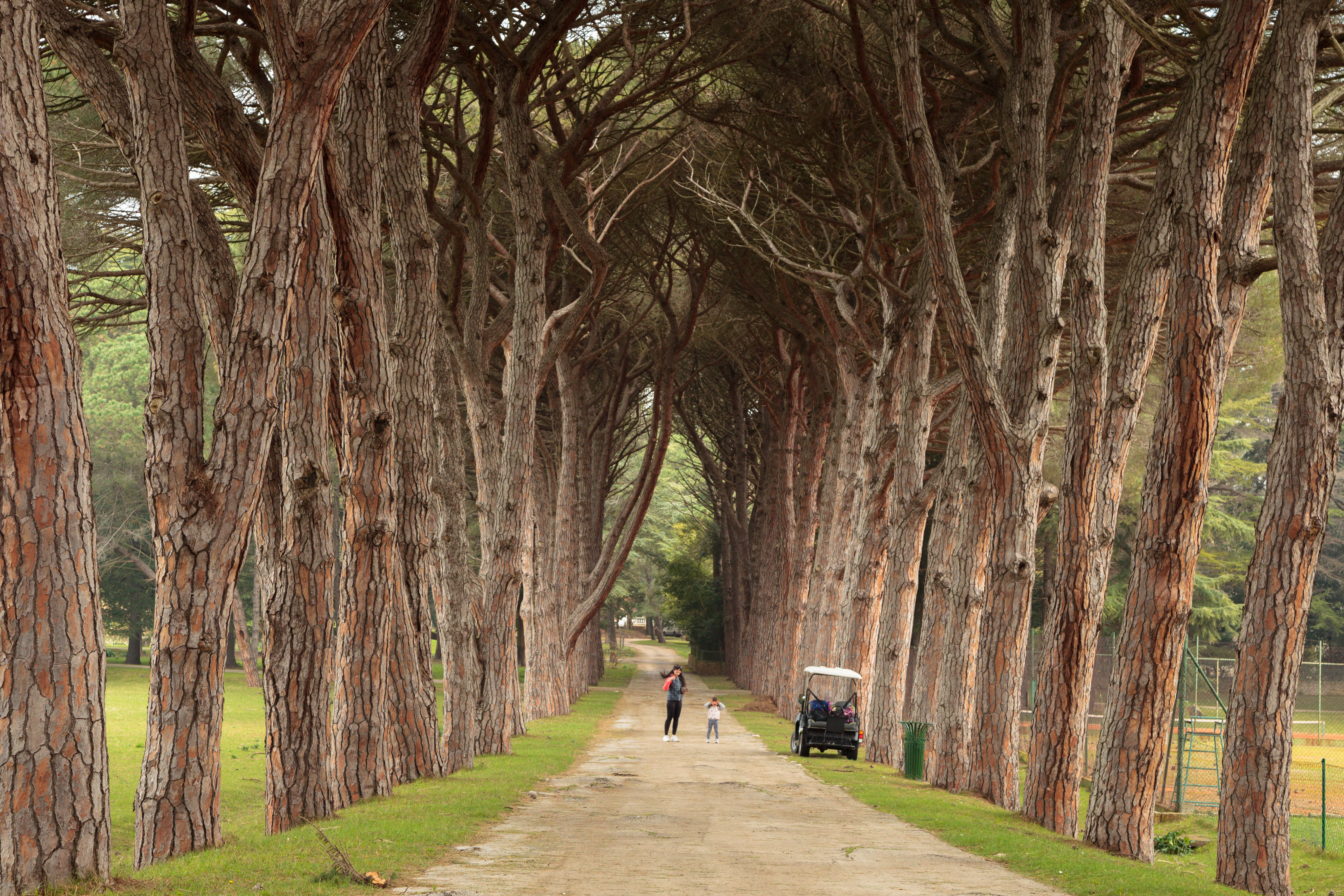 A dirt path lined by tall pine trees forming a natural tunnel, with a golf cart and two people visible in the distance
