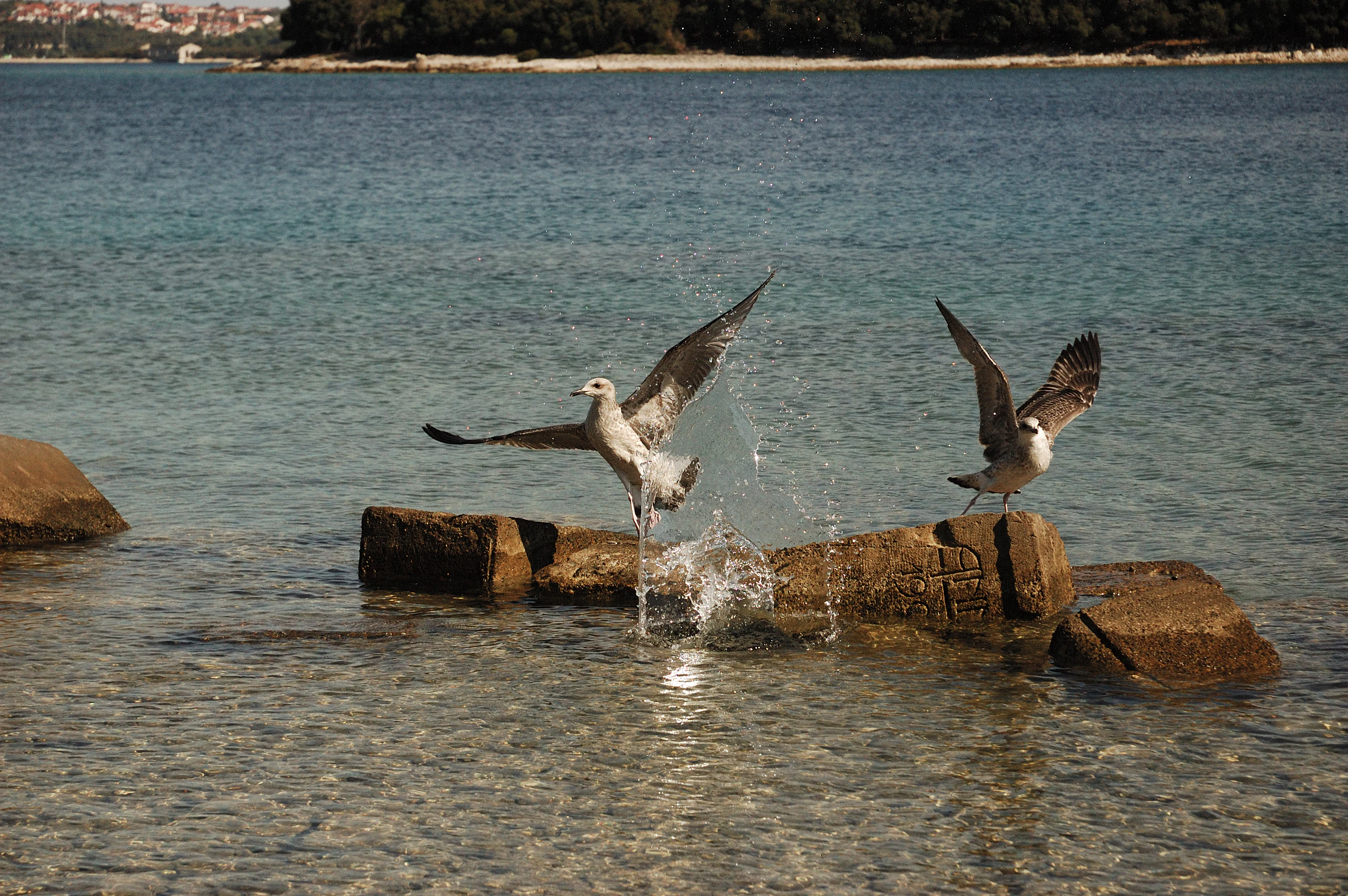 Two birds with wings spread standing on rocks in shallow water with splashes.