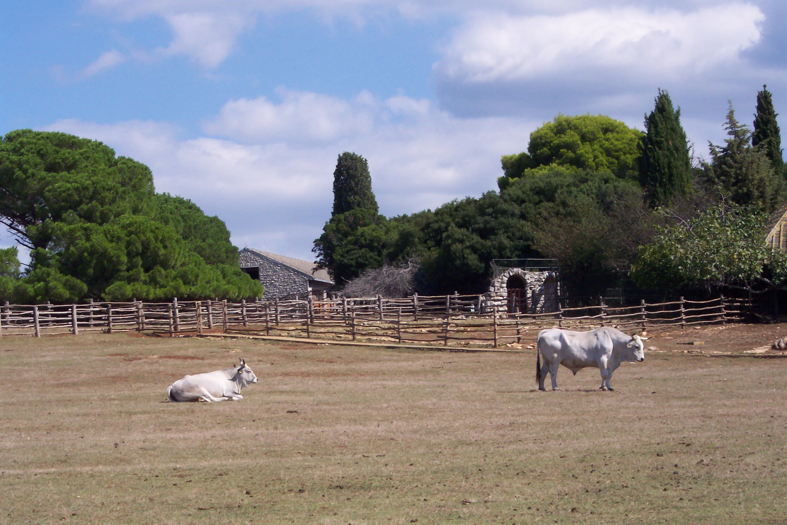 Two white cattle standing and resting on a grassy field with wooden fences and stone buildings in the background