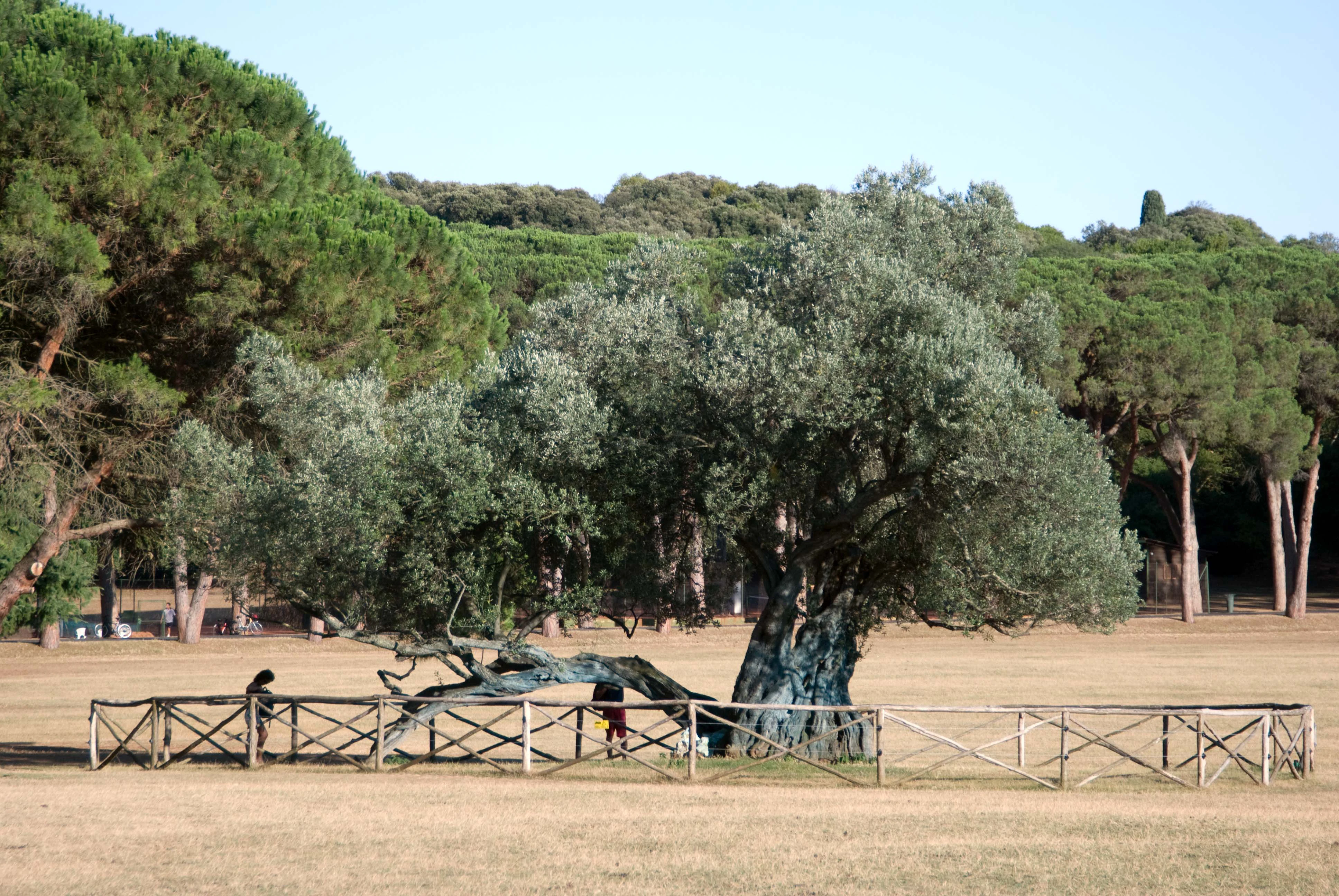 Large olive tree with thick trunk and sprawling branches, enclosed by wooden fence in open grassy field with forested background