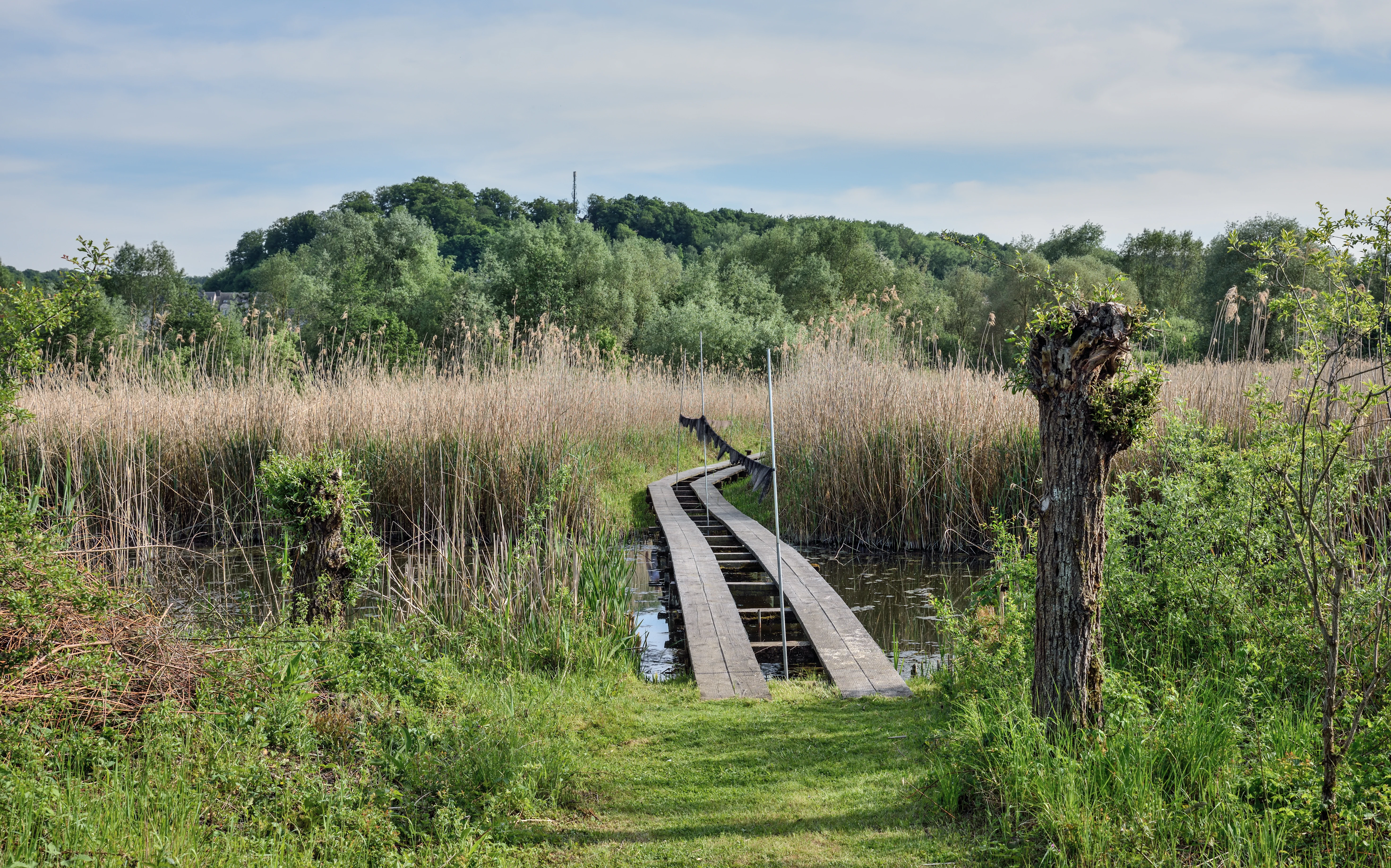 A narrow wooden boardwalk bridge crosses over water through tall brown reeds in a nature reserve, with dense green trees and a hillside in the background.