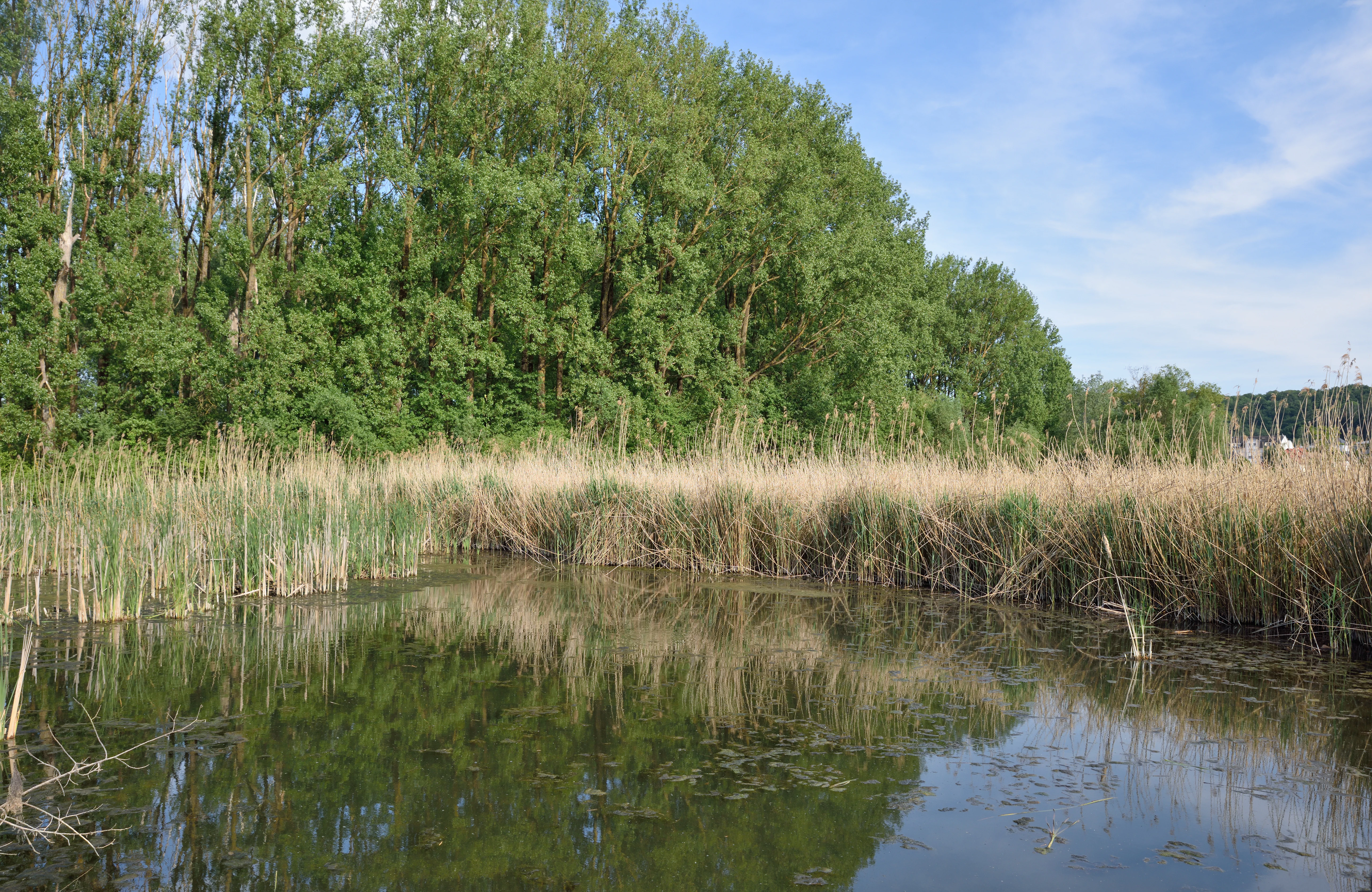 A wide view of a calm pond with tall reeds lining the shore and a dense line of trees in the background under a blue sky.
