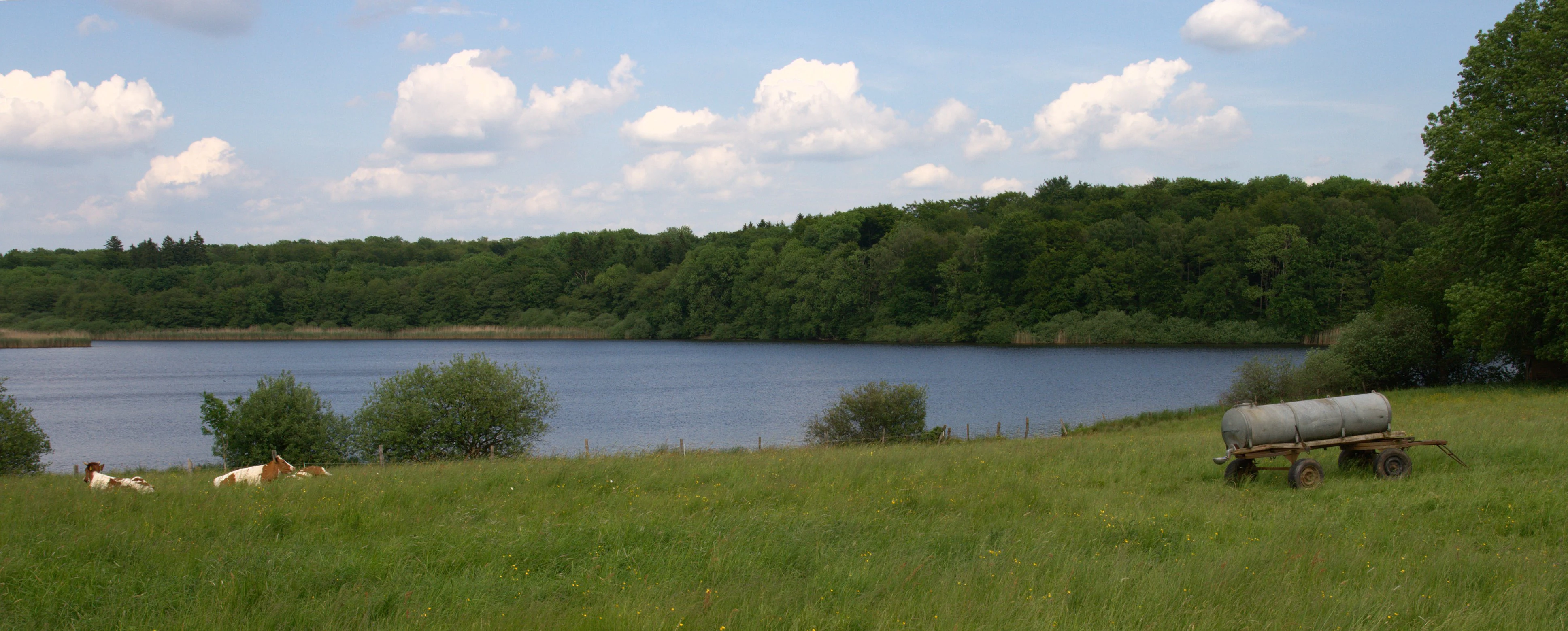 A wide landscape view of Brinkenweiher lake with green grassy meadows in the foreground, grazing cattle to the left, and a metal water trough on wheels to the right, all set against a background of dense forest and a partly cloudy sky.