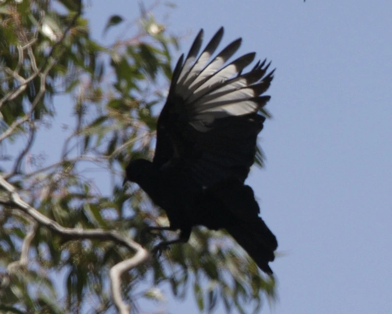 Silhouetted bird in flight with wings extended, surrounded by eucalyptus branches and blue sky