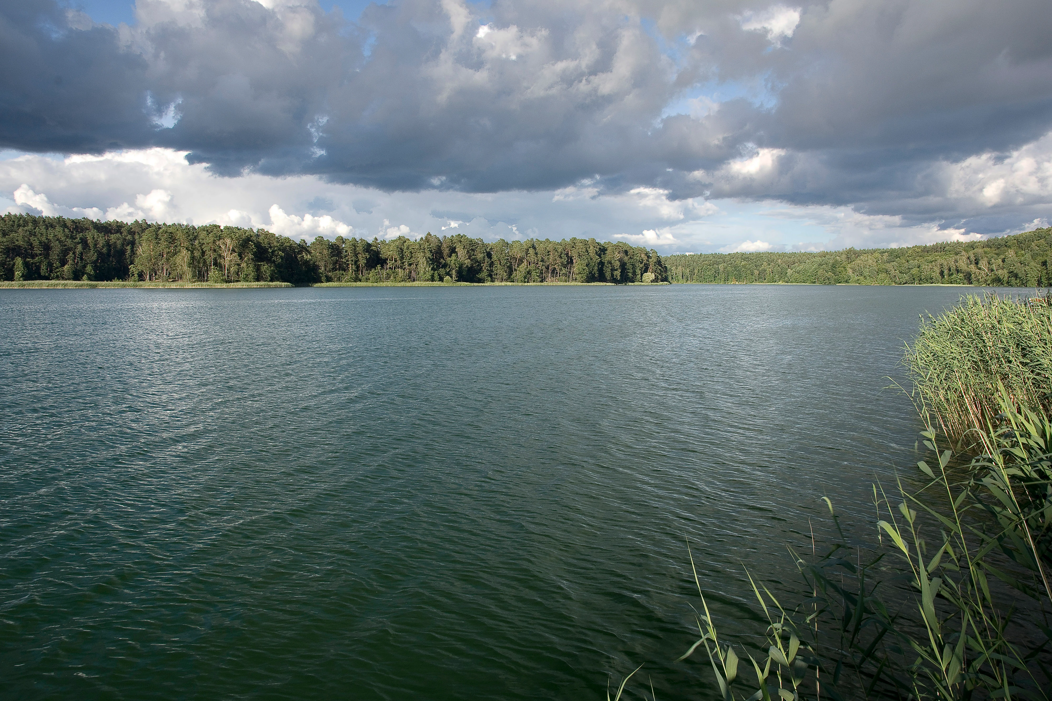 A wide lake with greenish-blue rippling water, bordered by a dense forest on the far shore, with tall reeds in the foreground right and a cloudy sky above